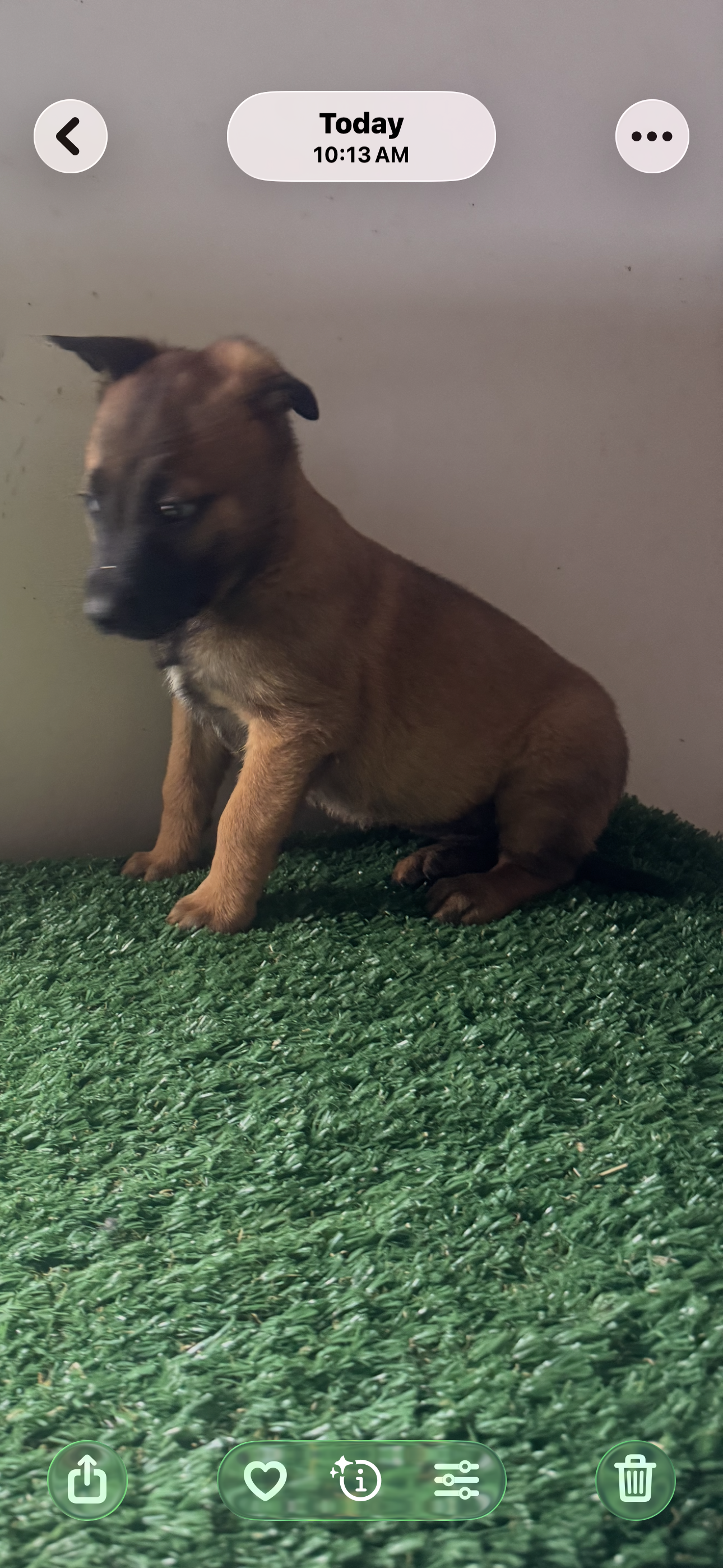 Jane – Belgian Malinois puppy for sale in Muscle Shoals, AL