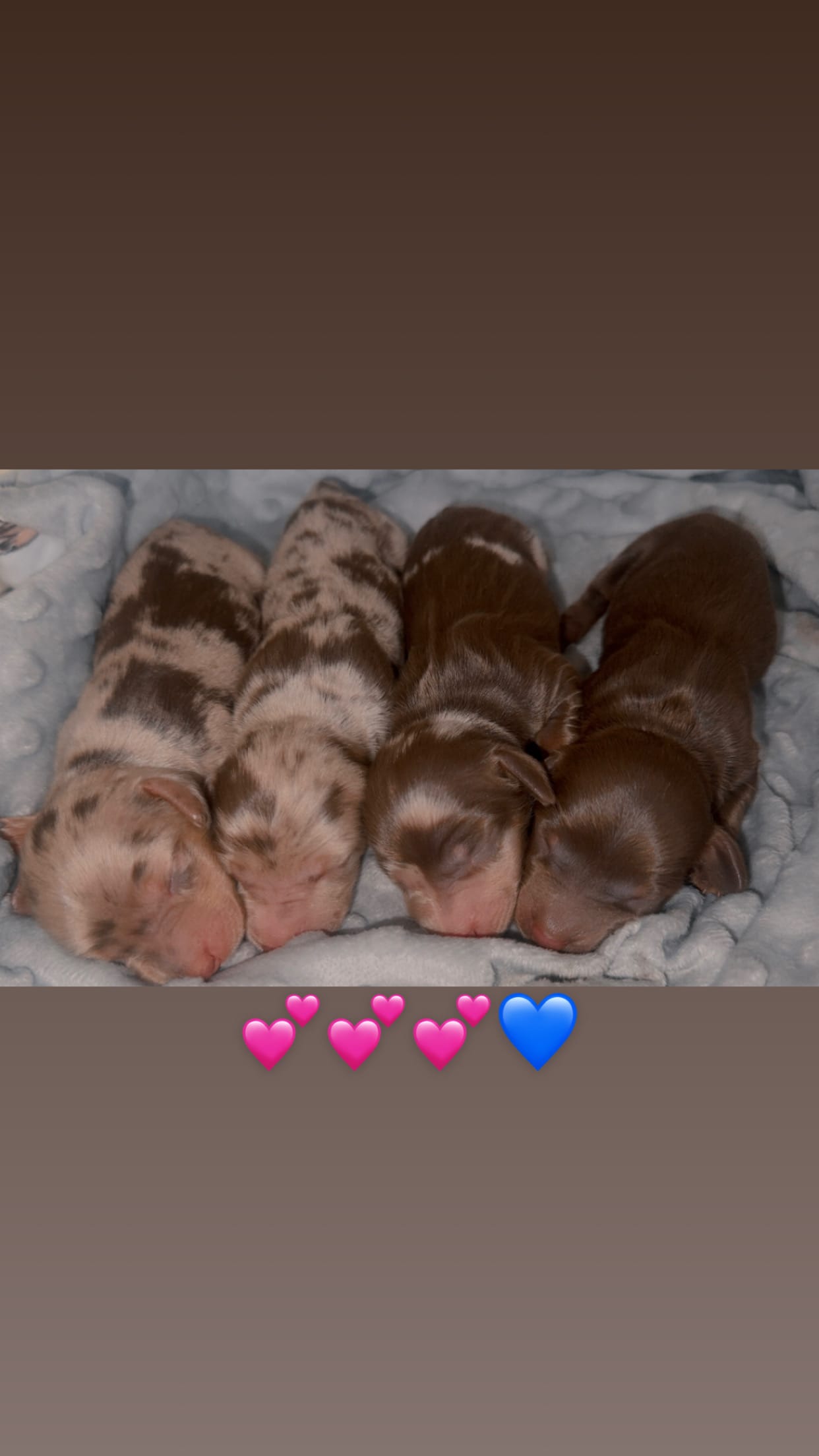 Bruno – Miniature Dachshund puppy for sale in Las Cruces, NM