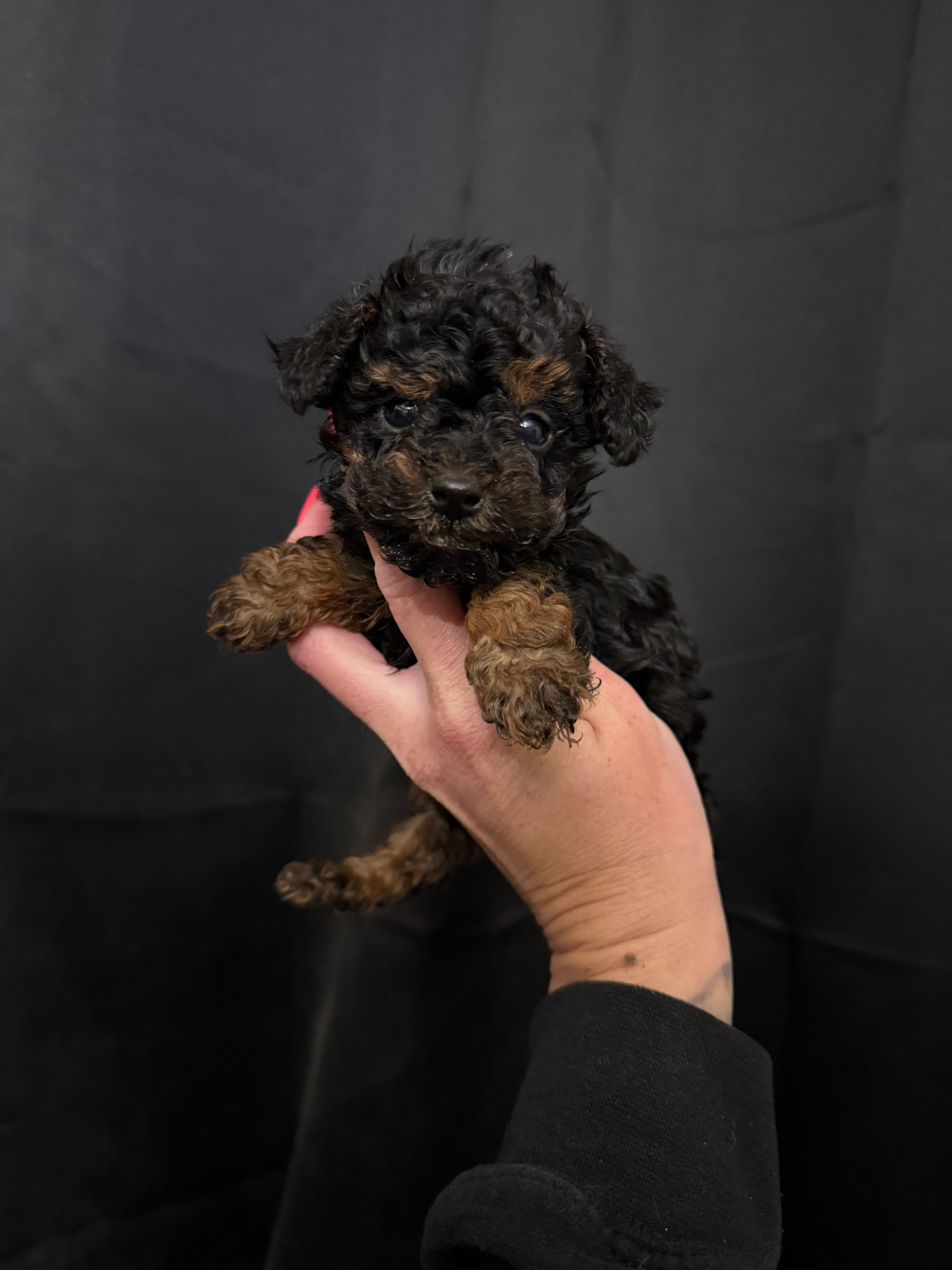 Cleo – Poodle - Toy  puppy for sale in Bushnell, IL