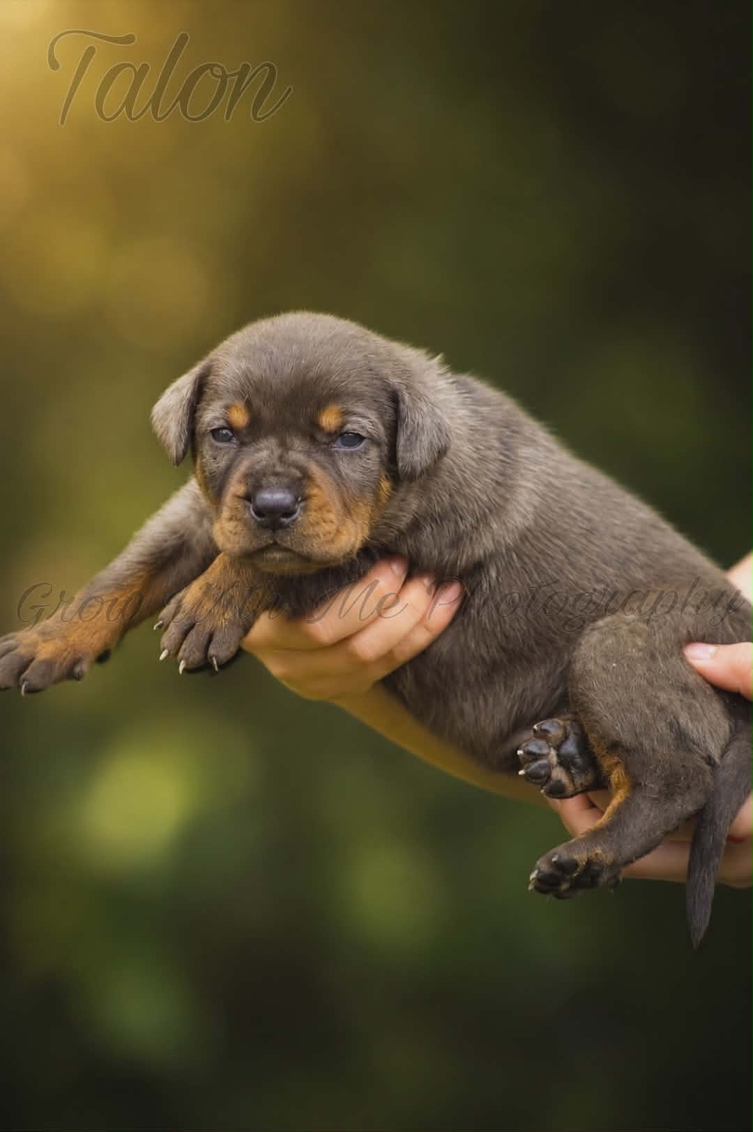Talon – Catahoula Leopard Dog puppy for sale in Bushnell, IL