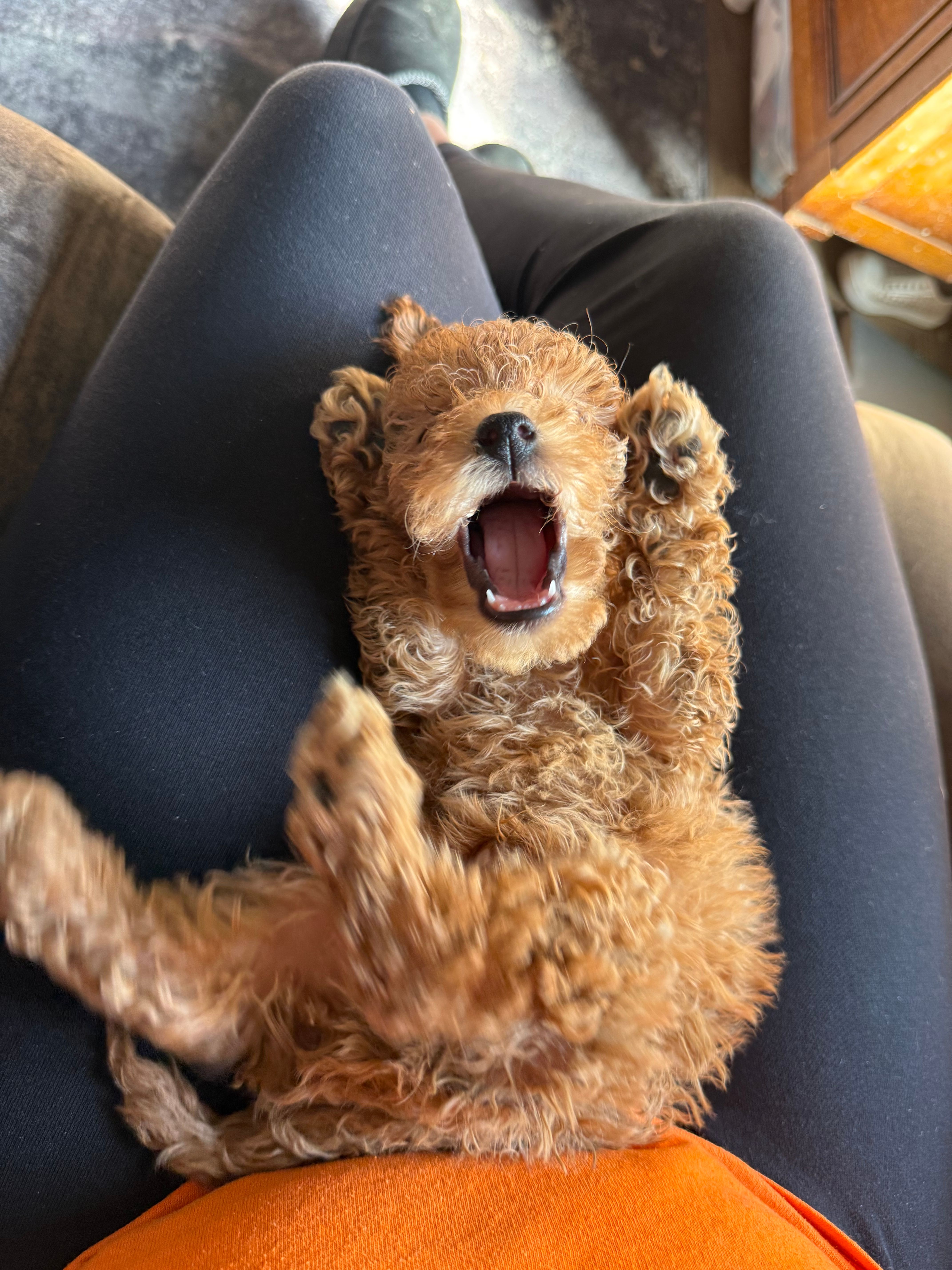 Dior – Poodle - Toy  puppy for sale in Macomb, IL