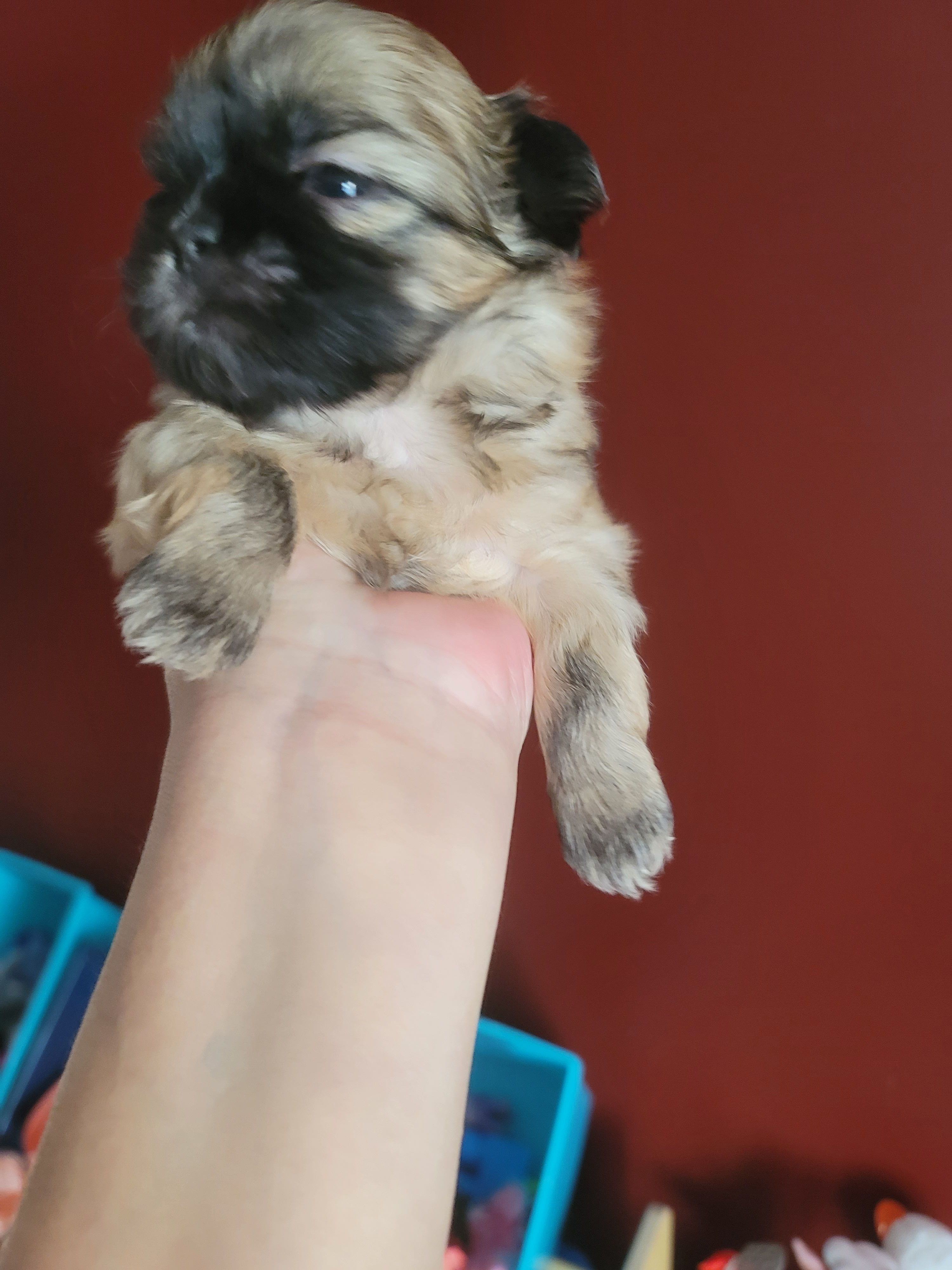 Shih Tzu Puppy