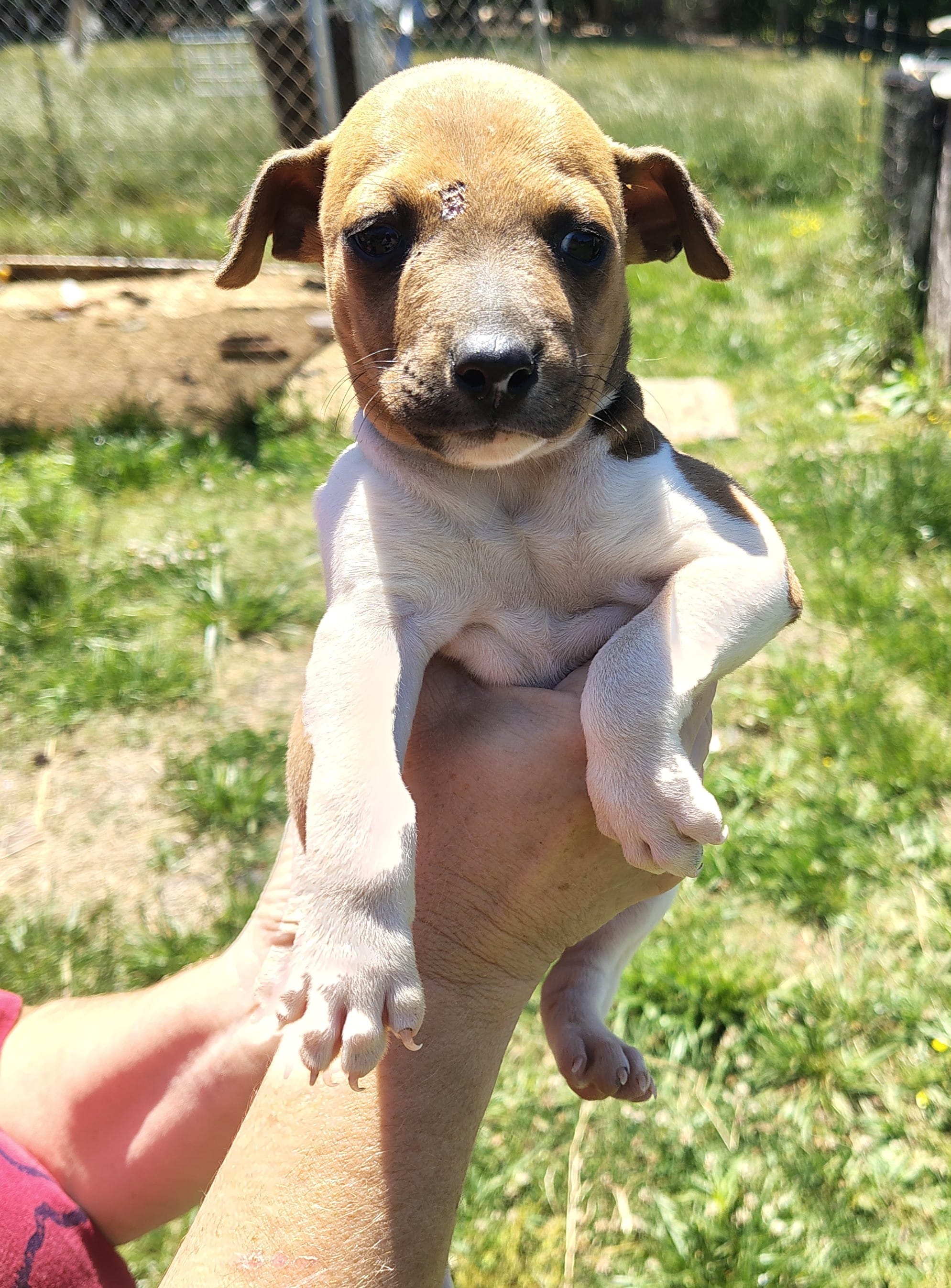 Big boy – Rat Terrier puppy for sale in Gold Hill, NC