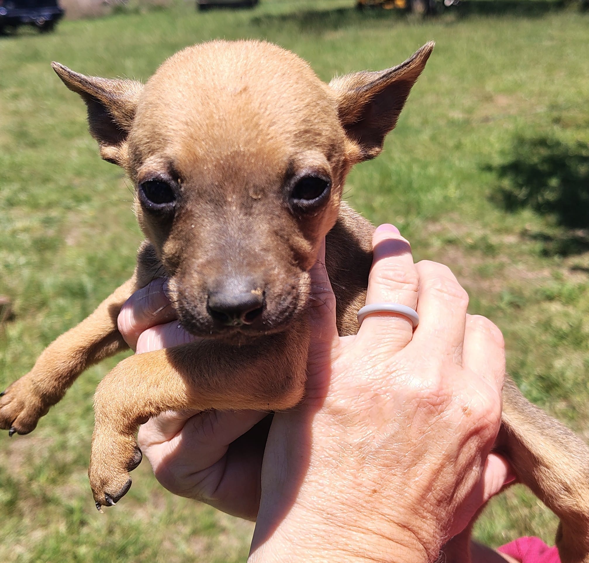 Petey – Rat Terrier puppy for sale in Gold Hill, NC
