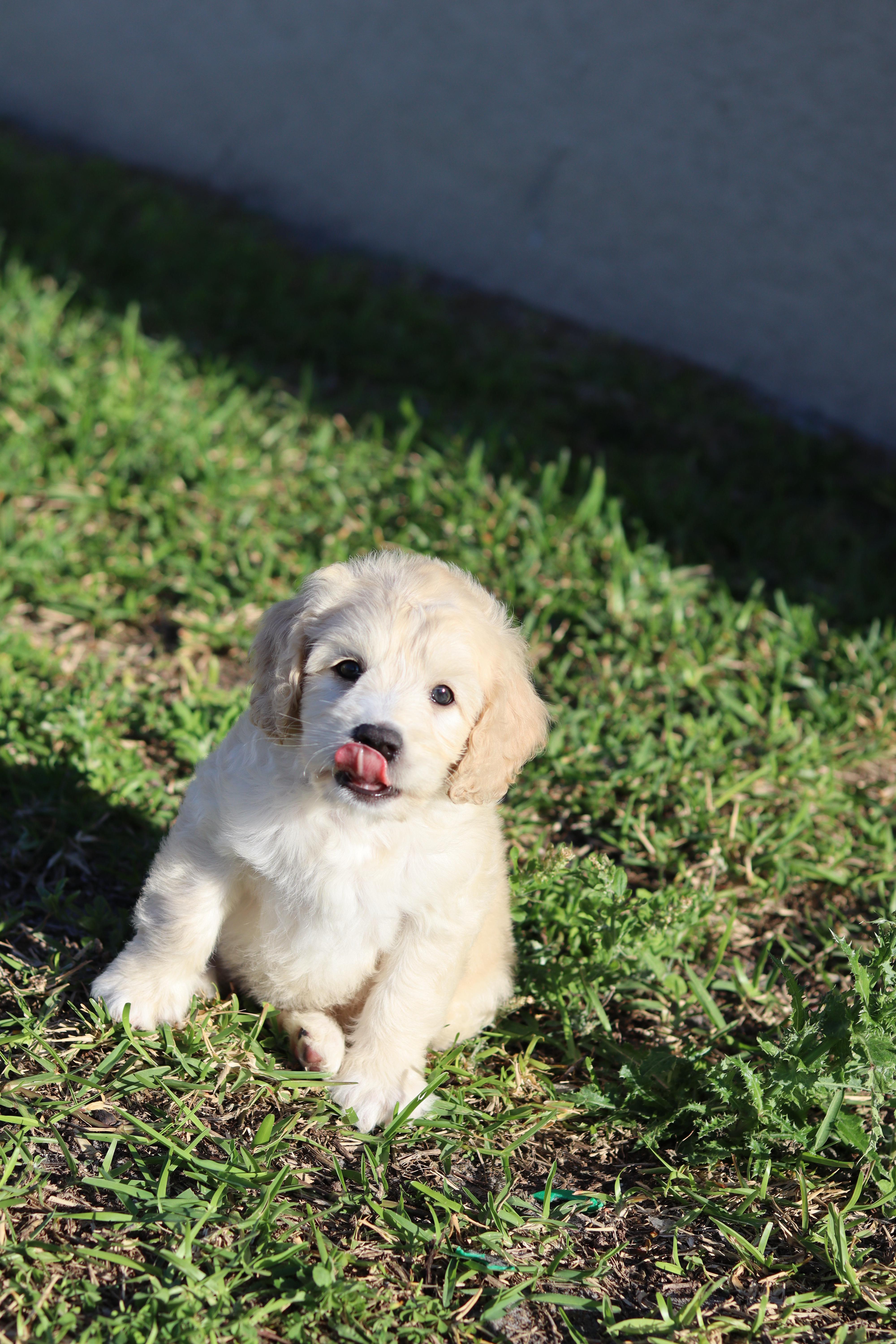 Luna – Cockapoo puppy for sale in Saint Cloud, FL