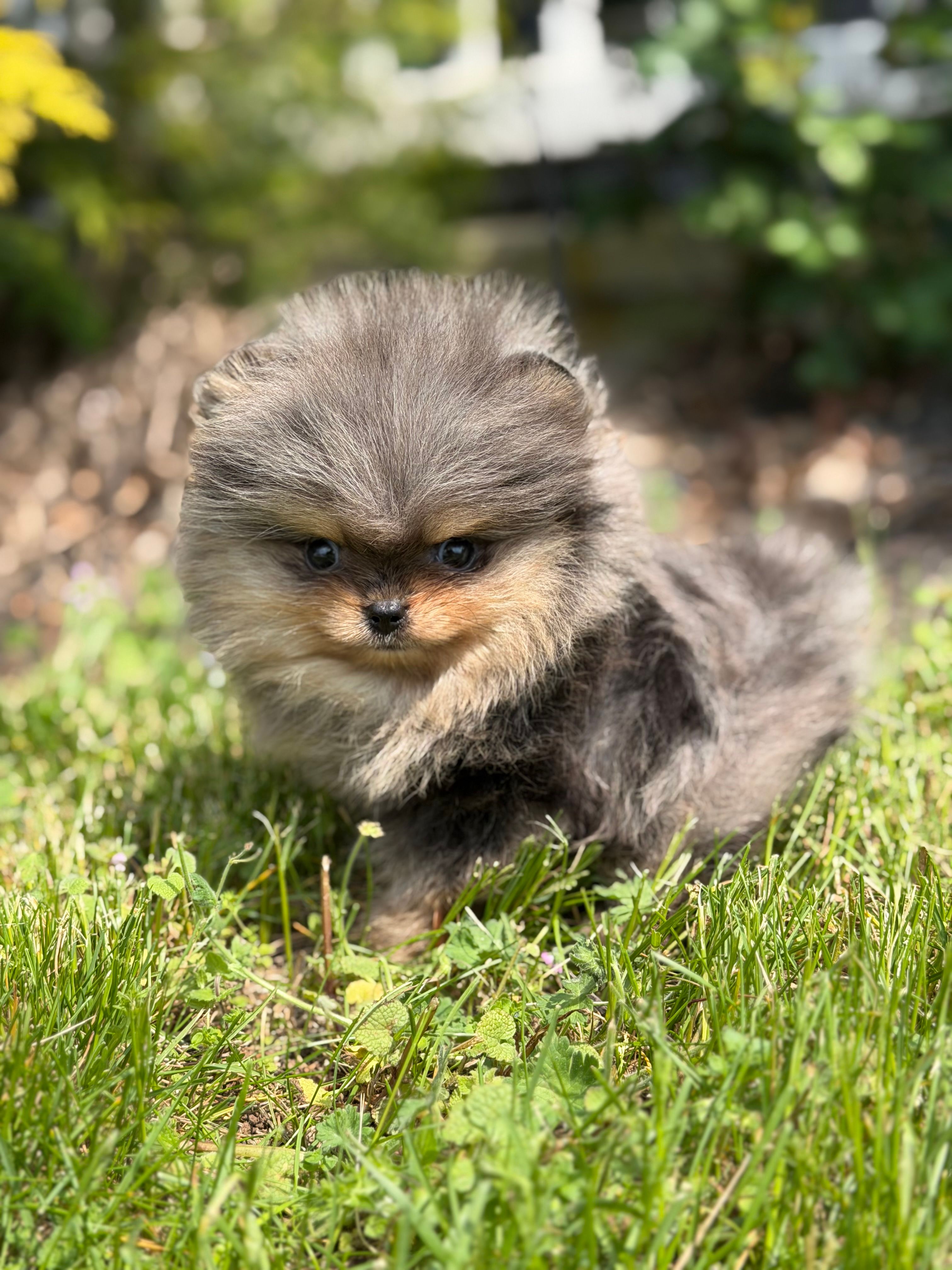 Blane-TINY BLUE MERLE – Pomeranian puppy for sale in Cavetown, MD