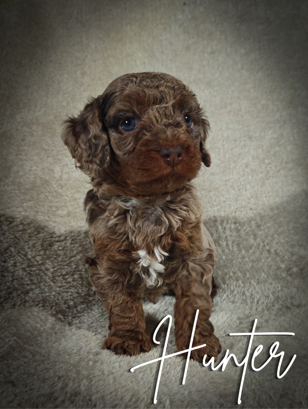 Hunter (Micro Cavapoo) – Cavapoo, Poodle - Toy  puppy for sale in Harvey, LA
