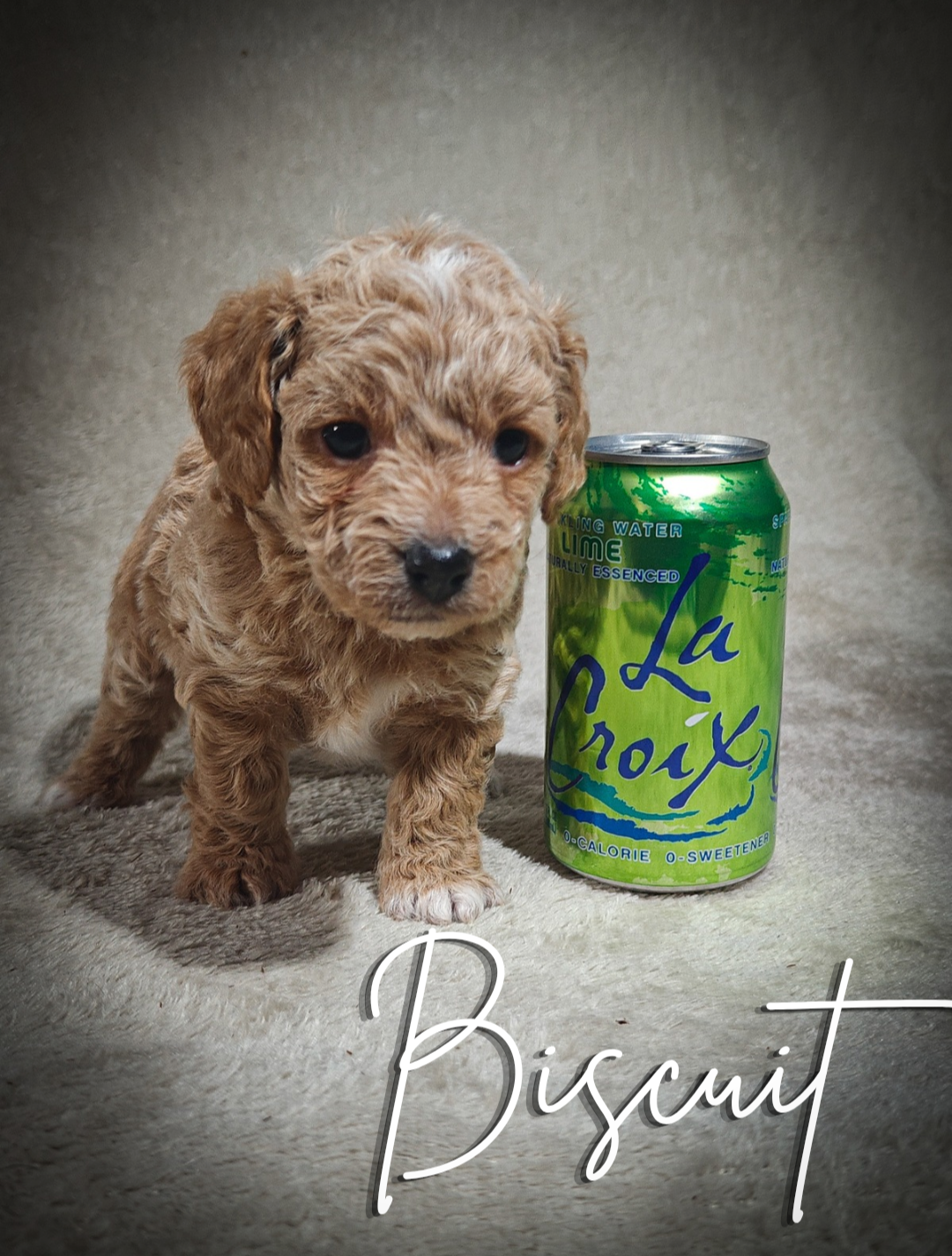 Biscuit – Cavapoo, Poodle - Toy  puppy for sale in Harvey, LA
