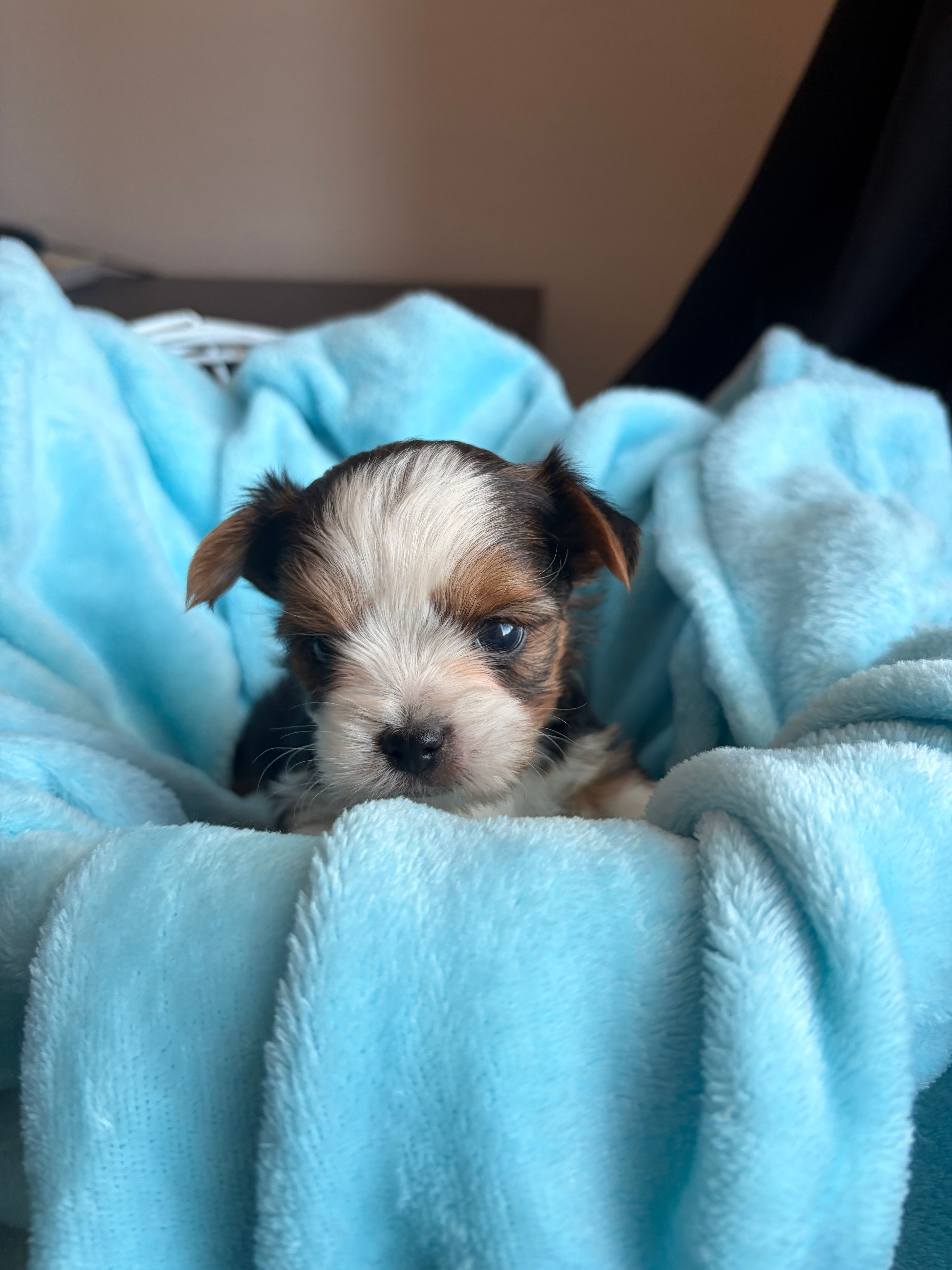 Caden – Yorkshire Terrier puppy for sale in Chandler, AZ
