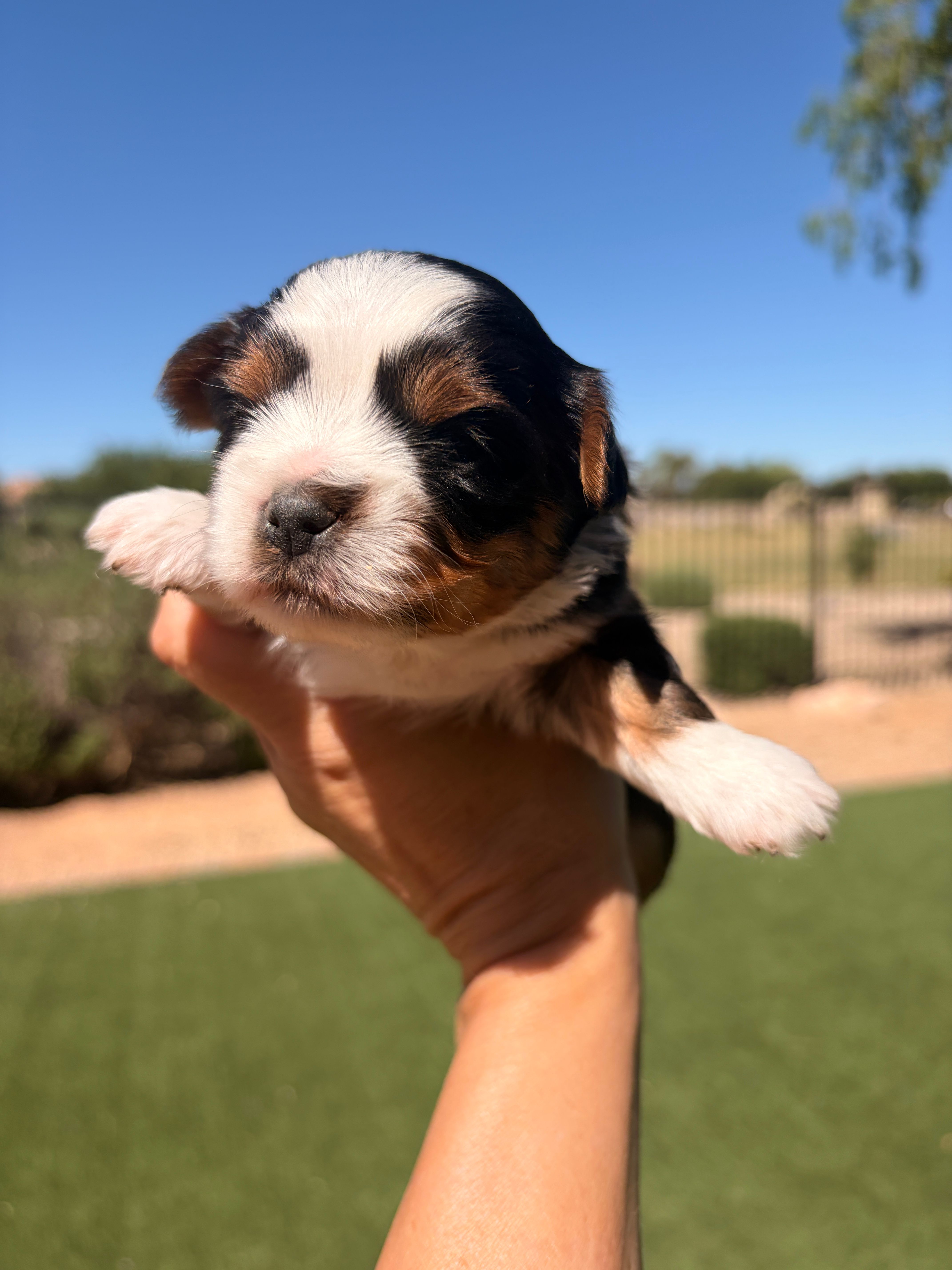 Cole – Yorkshire Terrier puppy for sale in Chandler, AZ
