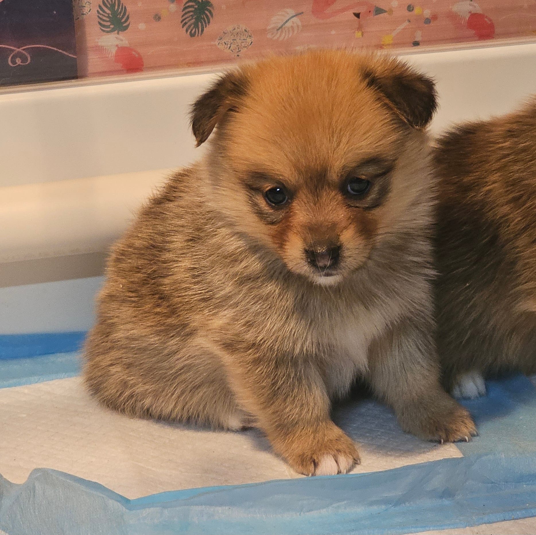 Zira – Pembroke Welsh Corgi, Pomeranian puppy for sale in Home, WA