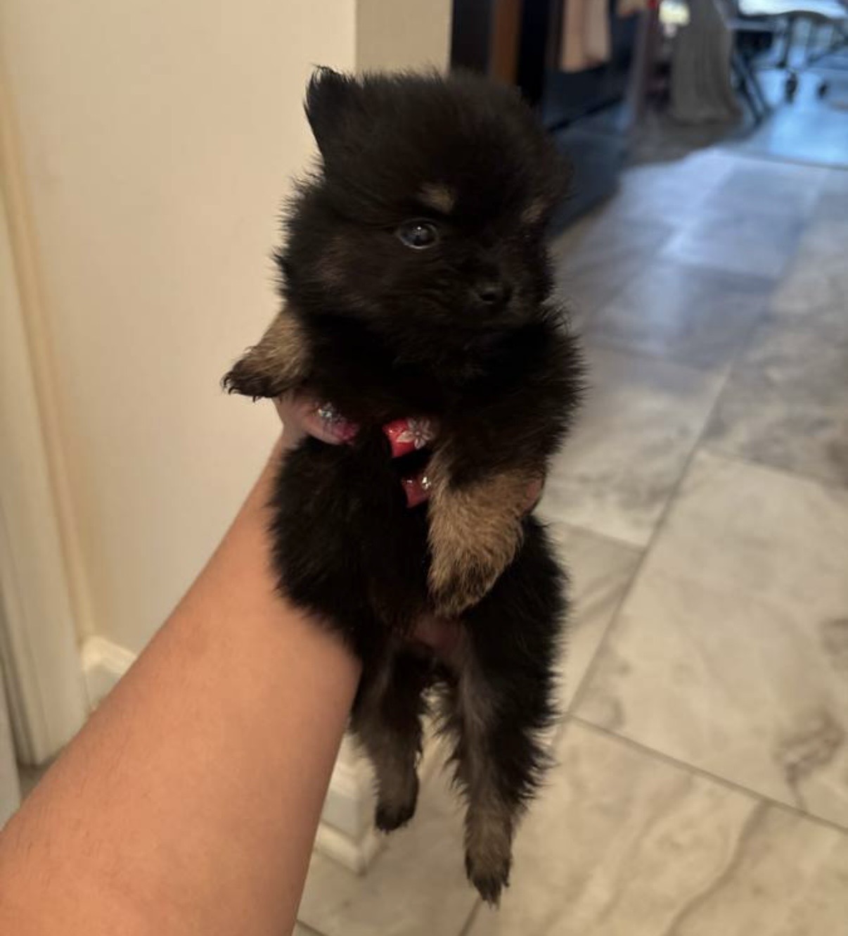 Mikka  – Pomeranian puppy for sale in Swansboro, NC