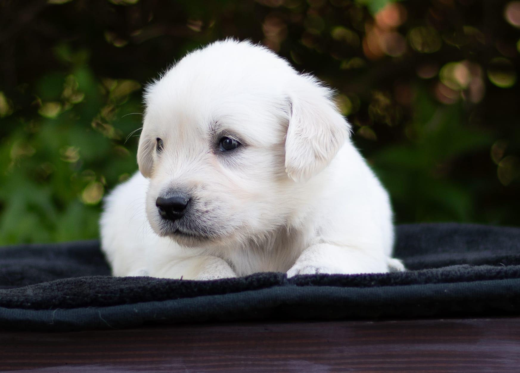 Wyatt – Golden Retriever puppy for sale in Janesville, WI