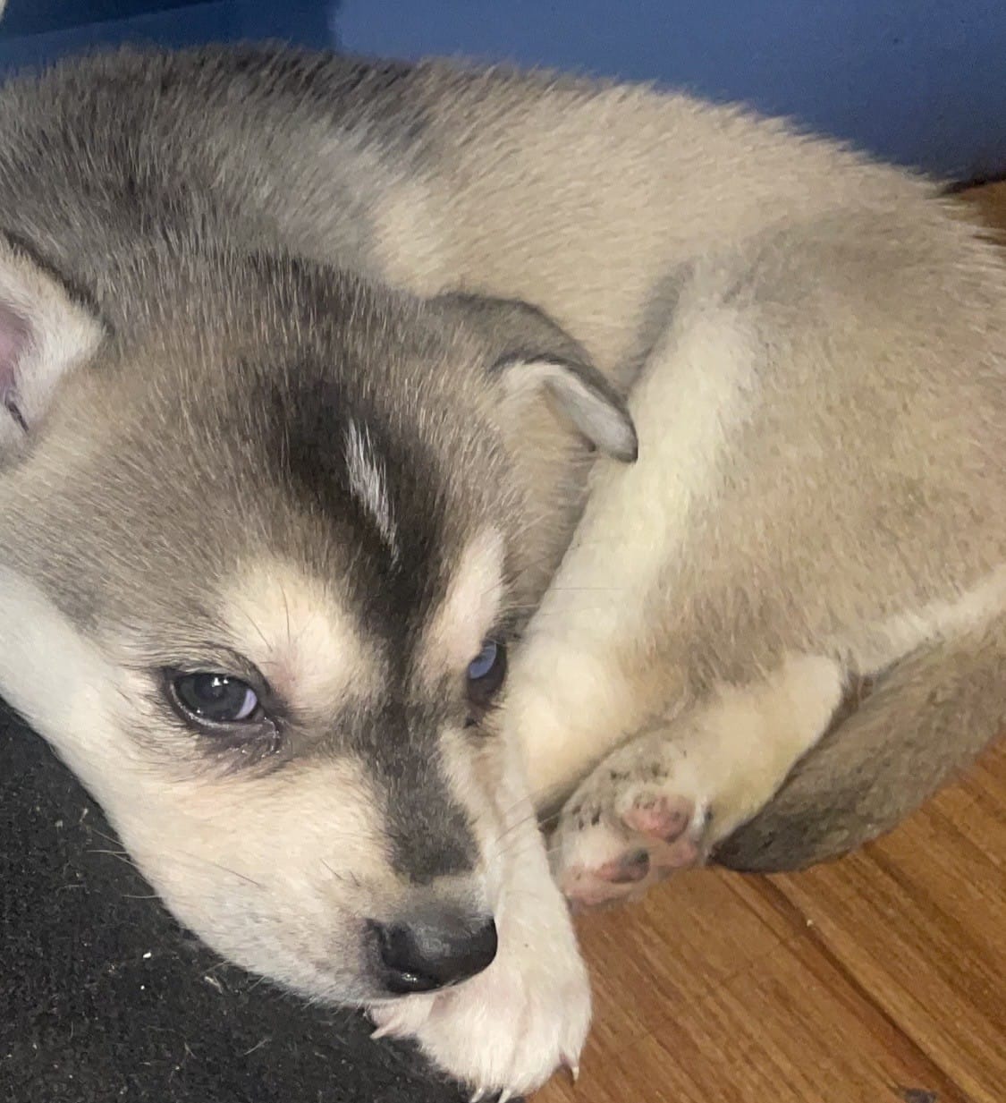 Baby Boy 2 – German Shepherd Dog, Siberian Husky puppy for sale in Newark, NJ