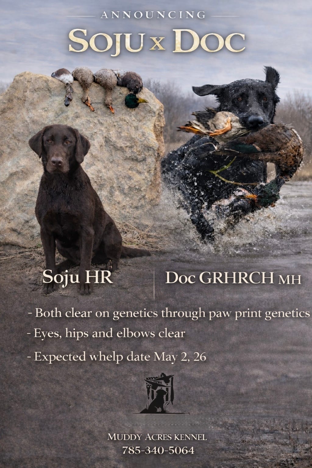 Doc x Soju Litter – Labrador Retriever puppy for sale in Topeka, KS