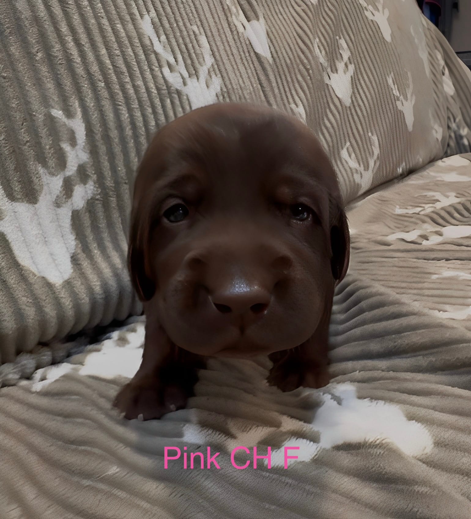 Pink – Labrador Retriever puppy for sale in Topeka, KS