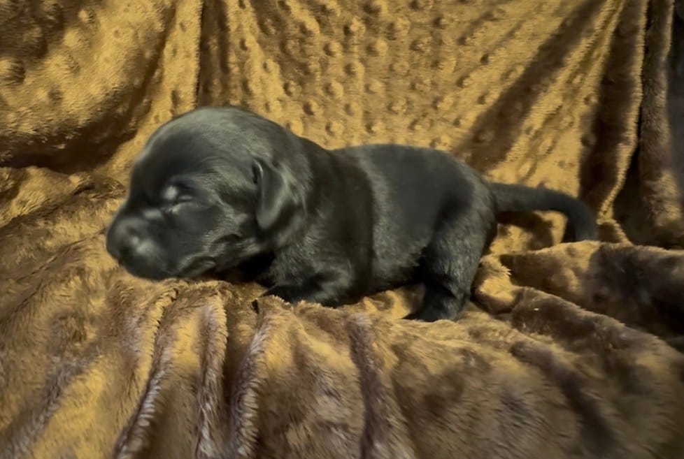 Black M – Labrador Retriever puppy for sale in Topeka, KS