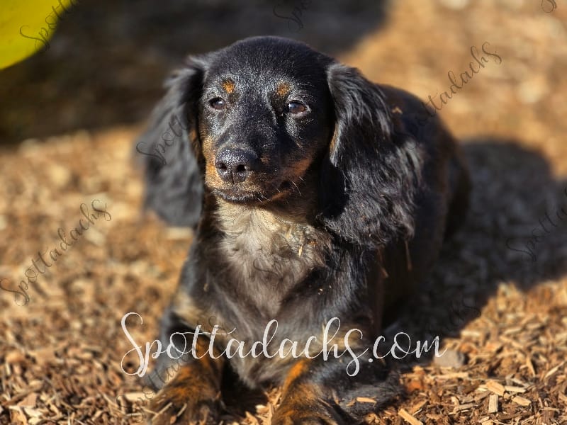 Astrid – Dachshund puppy for sale in Onalaska, WA
