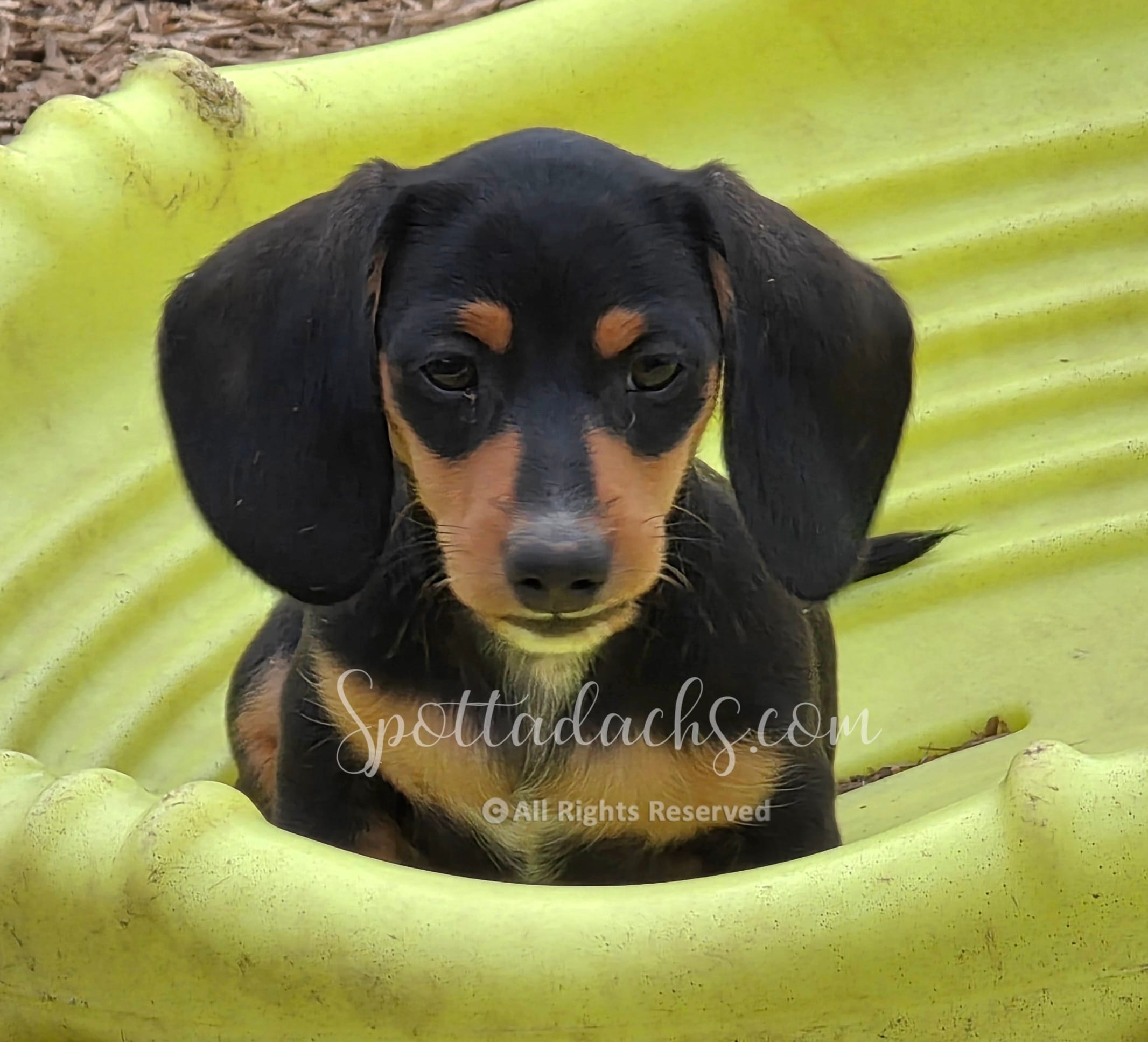 Kevin – Dachshund puppy for sale in Onalaska, WA