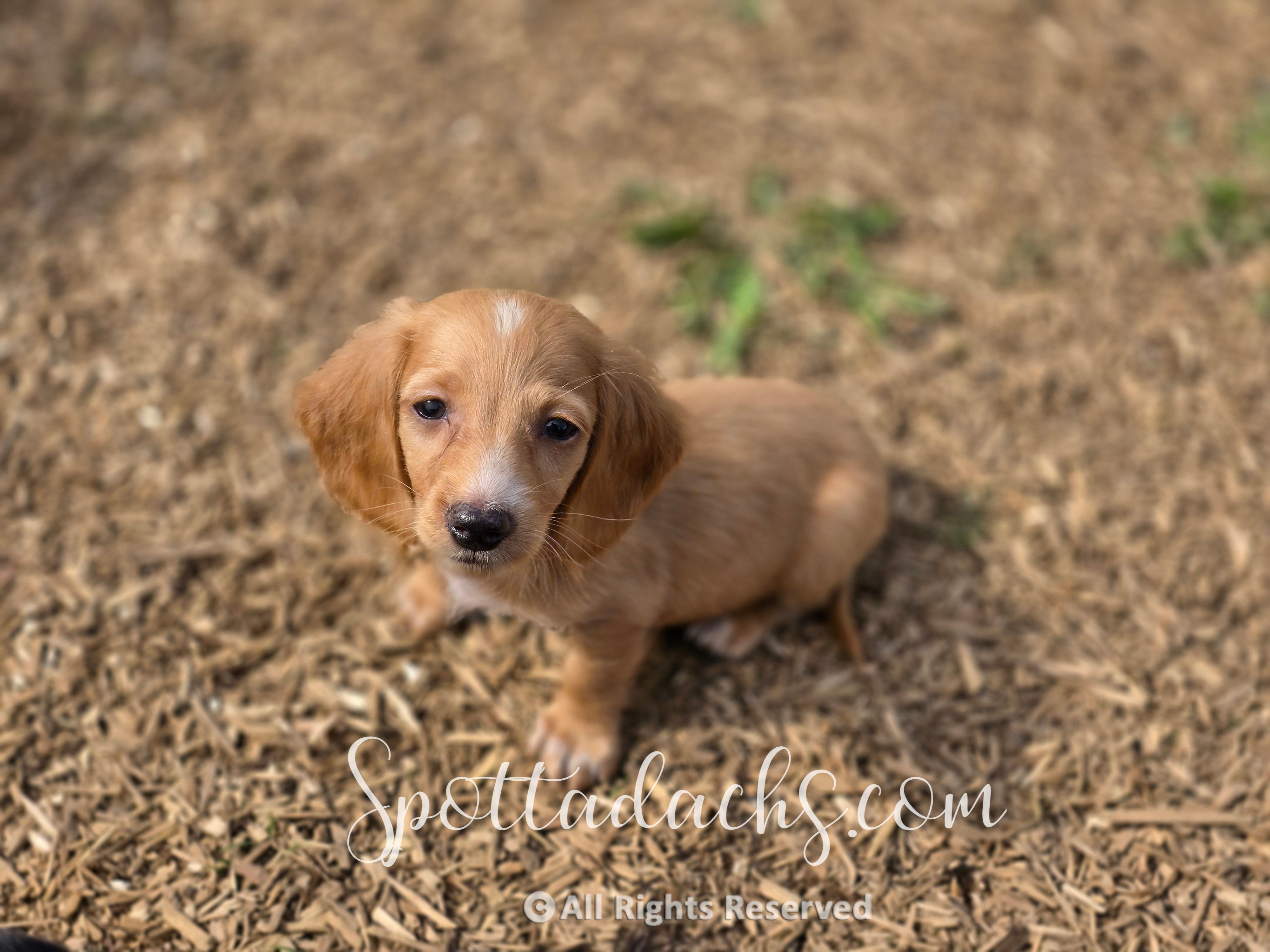 Stuart – Dachshund puppy for sale in Onalaska, WA
