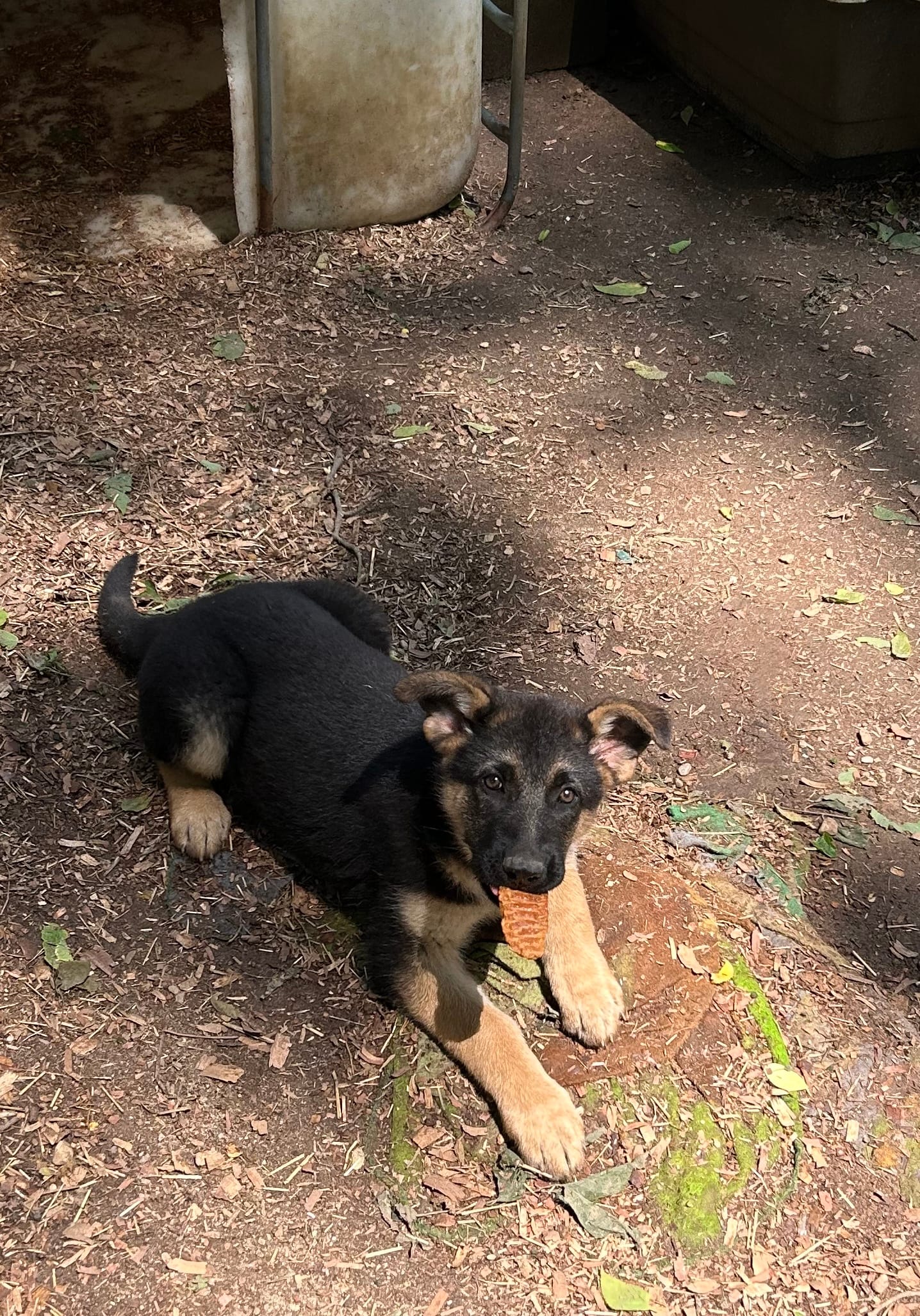 Athena – German Shepherd Dog puppy for sale in Wheatfield, IN