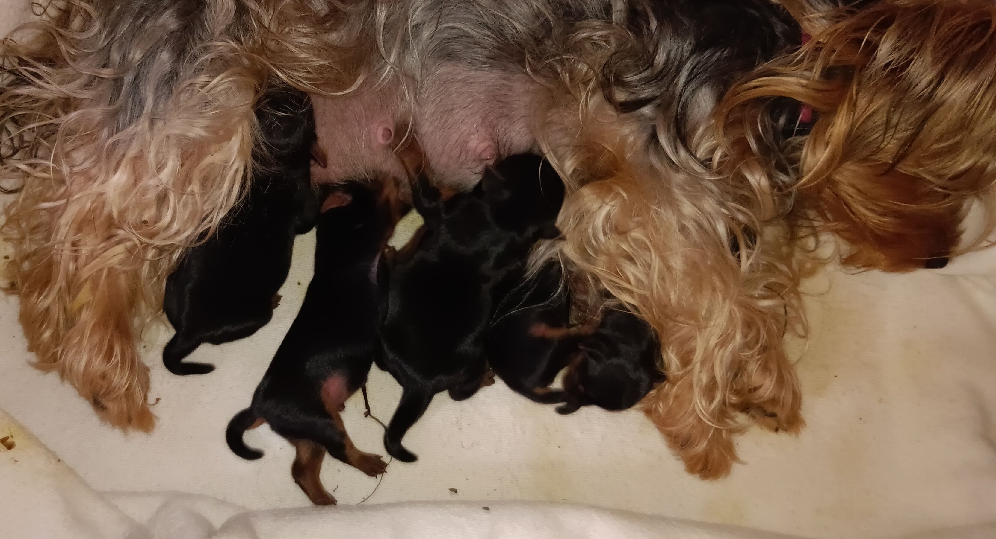 BIG  boy, a male Yorkshire Terrier for sale in Lancaster, PA – 4 of 4