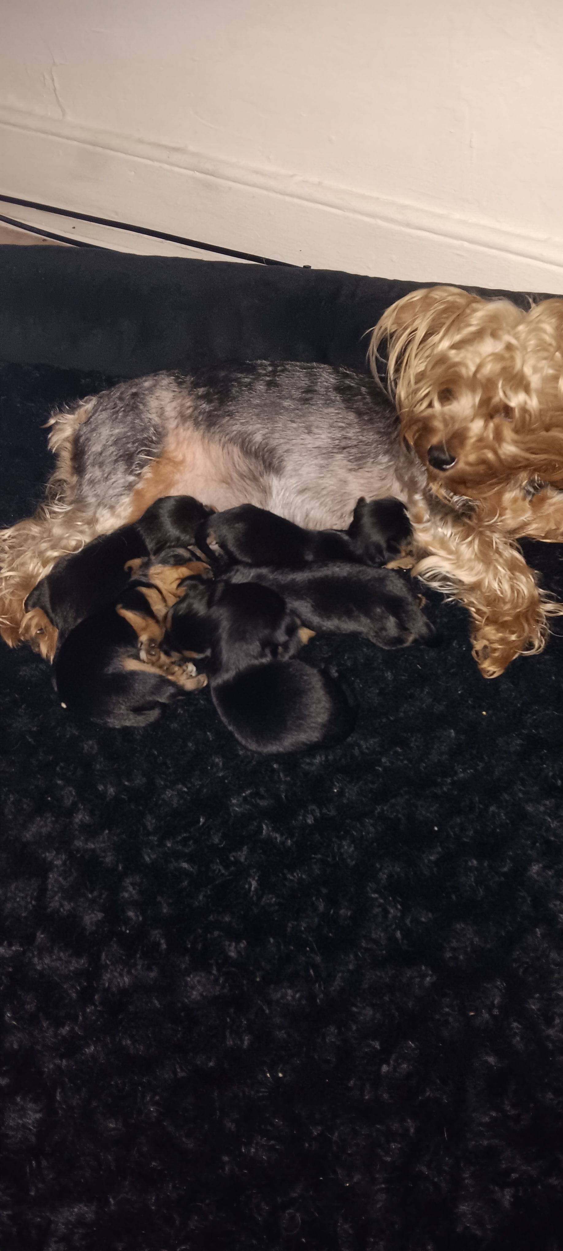BIG  boy – Yorkshire Terrier puppy for sale in Lancaster, PA