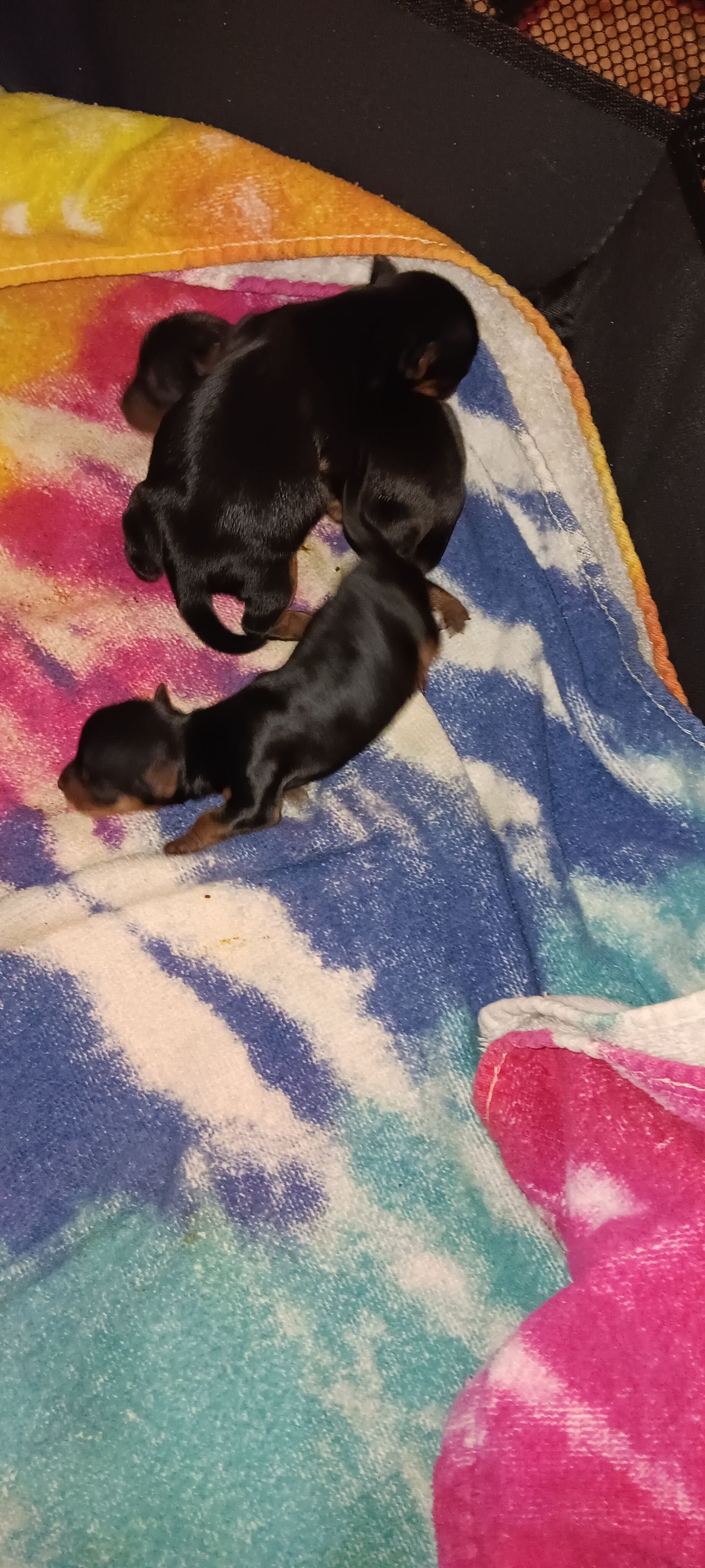 BIG  boy – Yorkshire Terrier puppy for sale in Lancaster, PA
