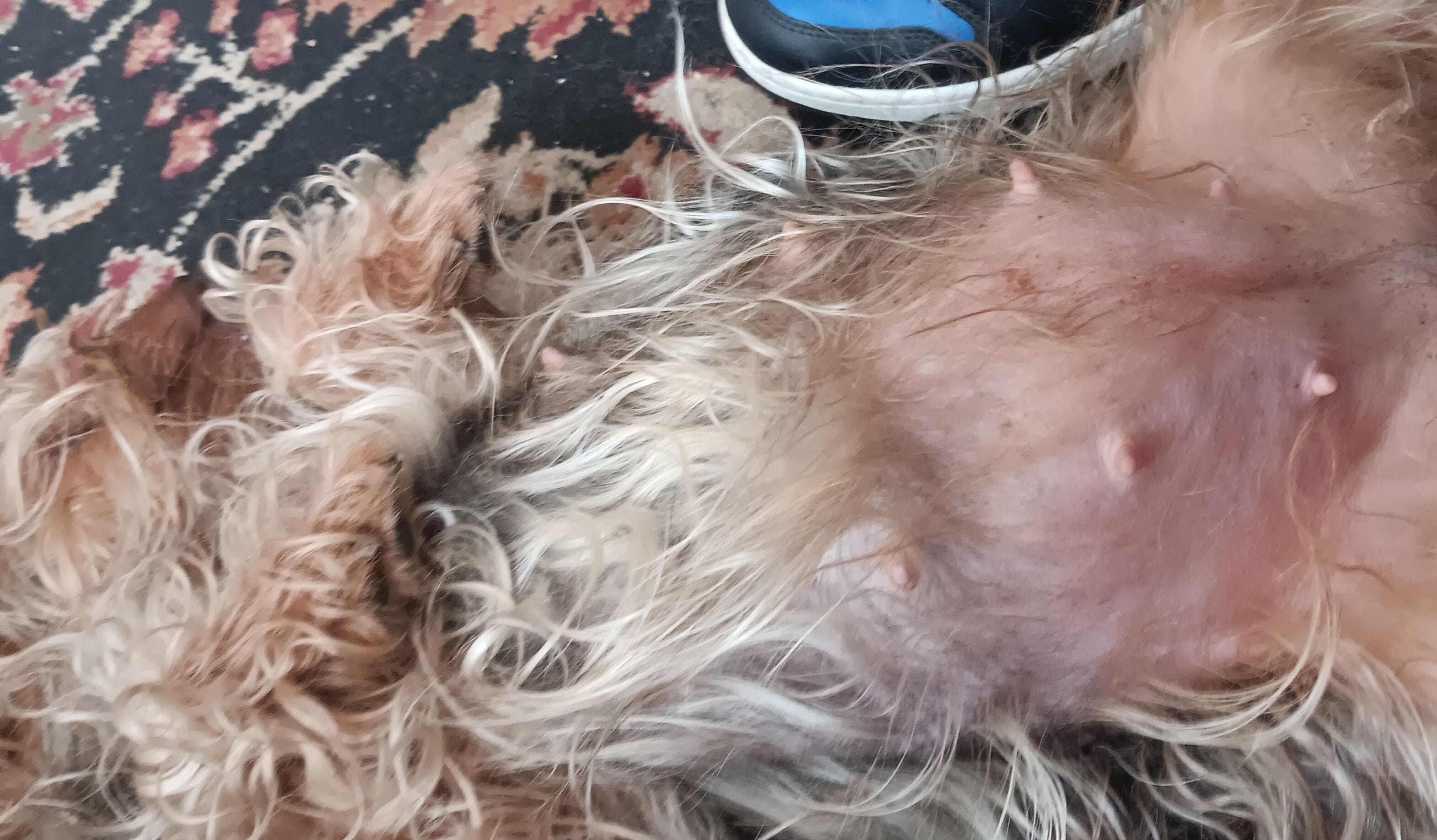 BIG  boy, a male Yorkshire Terrier for sale in Lancaster, PA – Photo 5 of 5