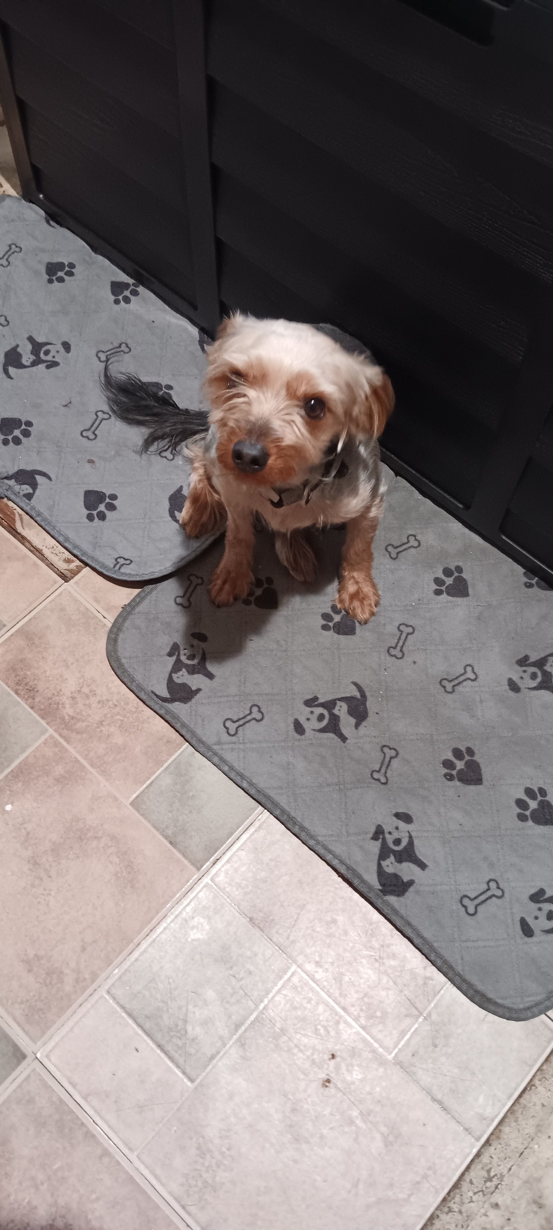 BIG  boy – Yorkshire Terrier puppy for sale in Lancaster, PA