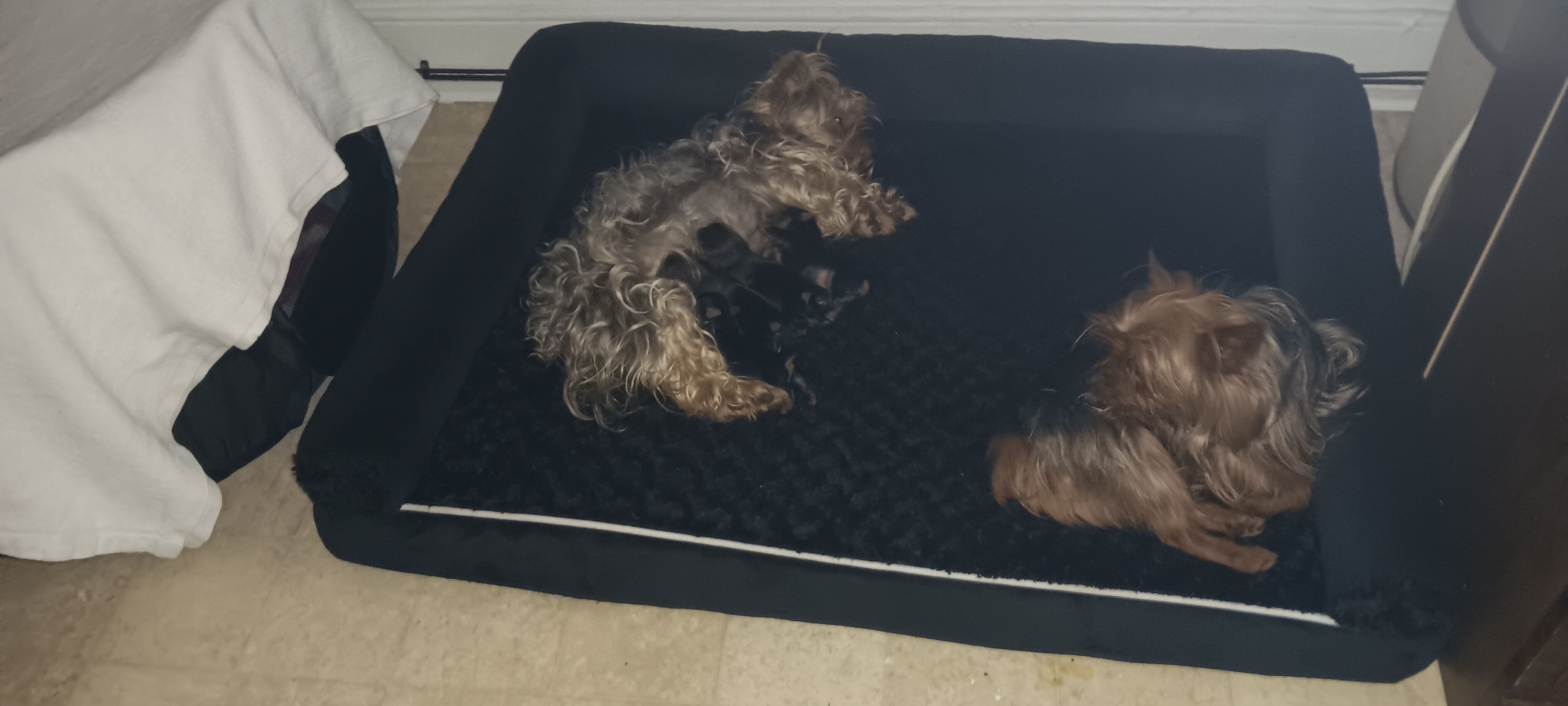 BIG  boy, a male Yorkshire Terrier for sale in Lancaster, PA – 3 of 4