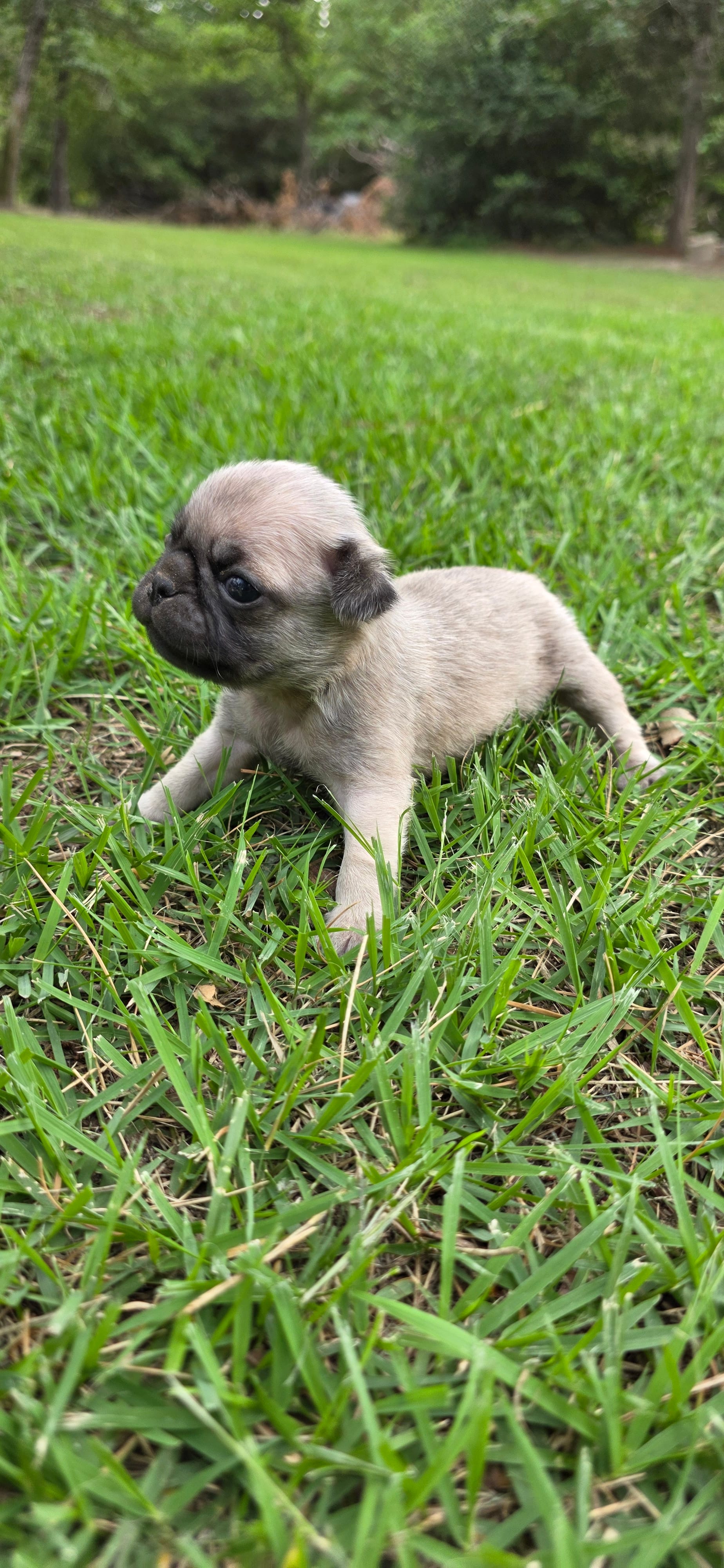 Pugsly – Pug puppy for sale in Austin, TX