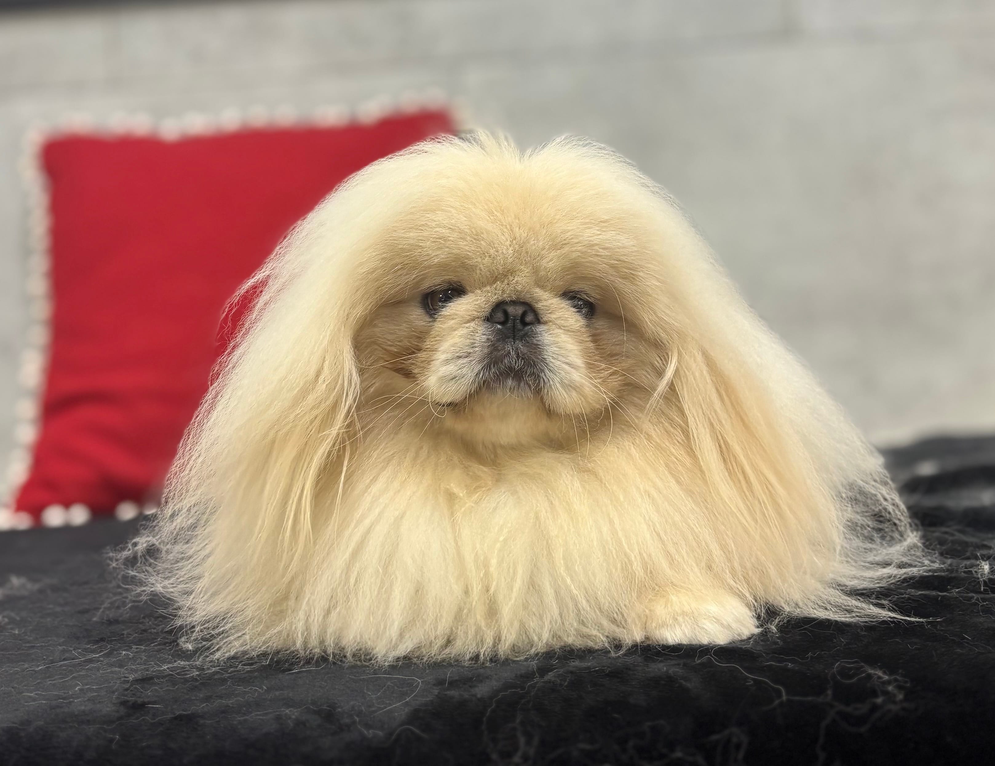 Conrad – Pekingese puppy for sale in Shipshewana, IN