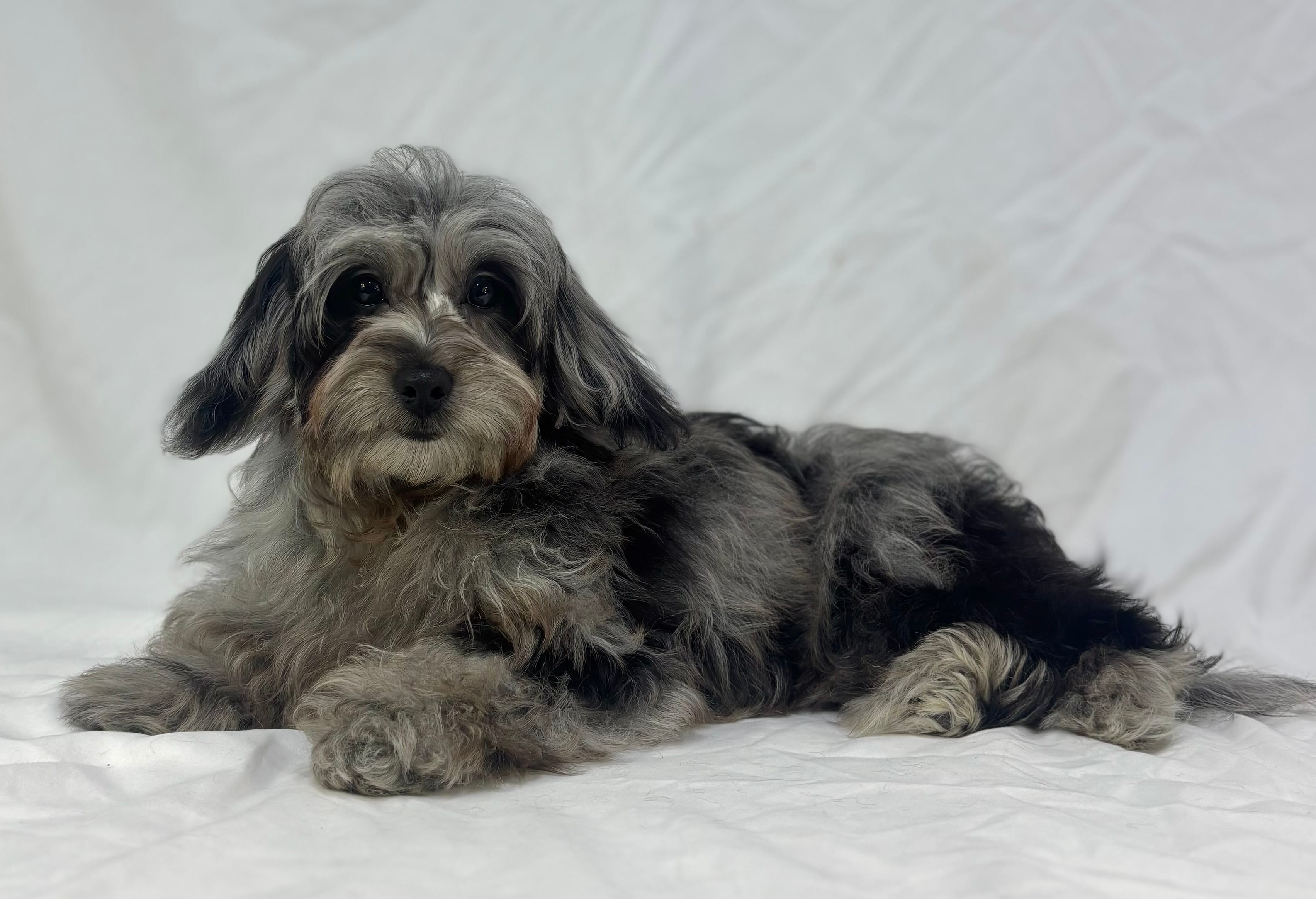 Blue – Poodle - Miniature , Miniature Dachshund puppy for sale in Shipshewana, IN
