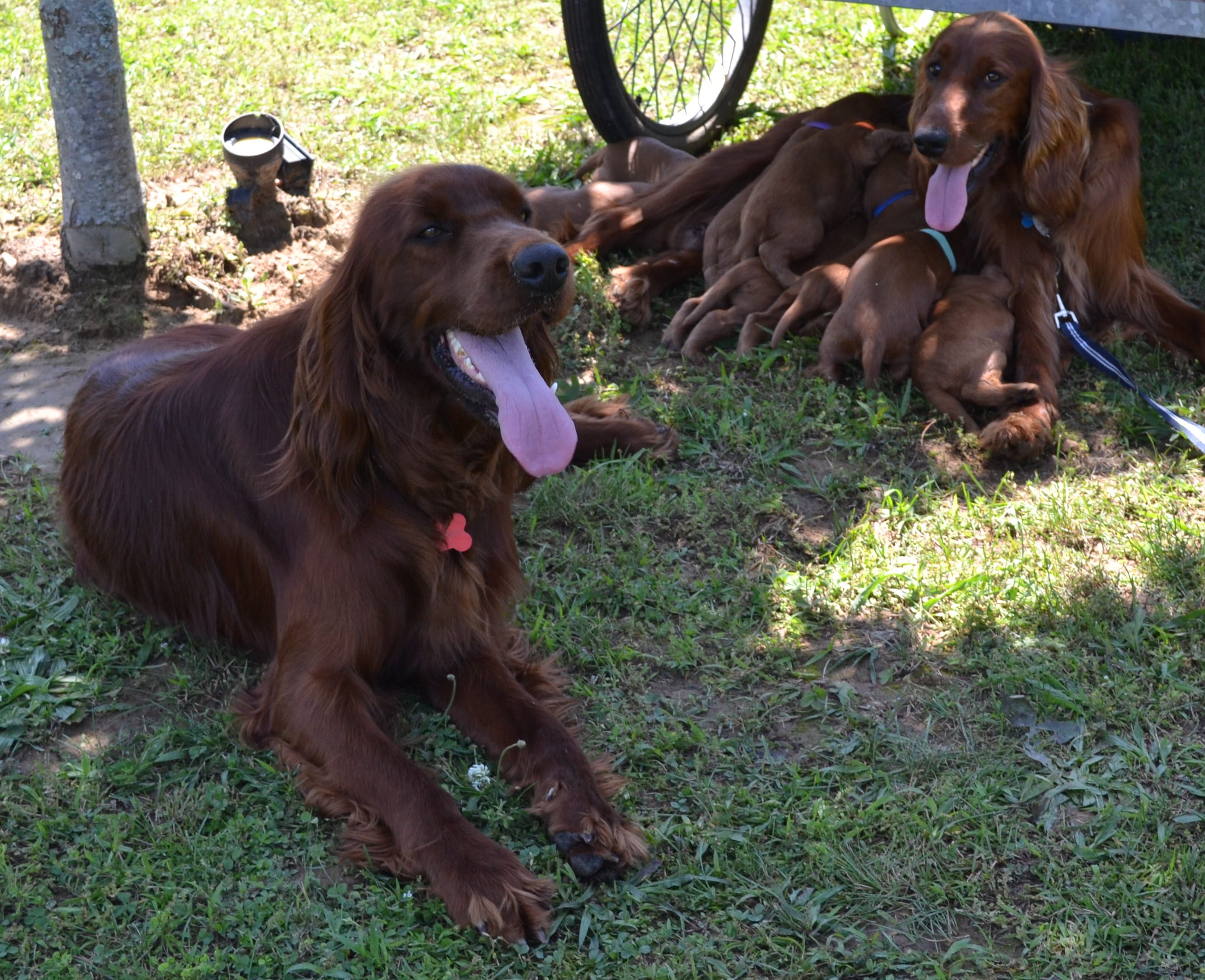 AKC Male Females, a  Irish Setter for sale in Jamestown, TN – Photo 2 of 3