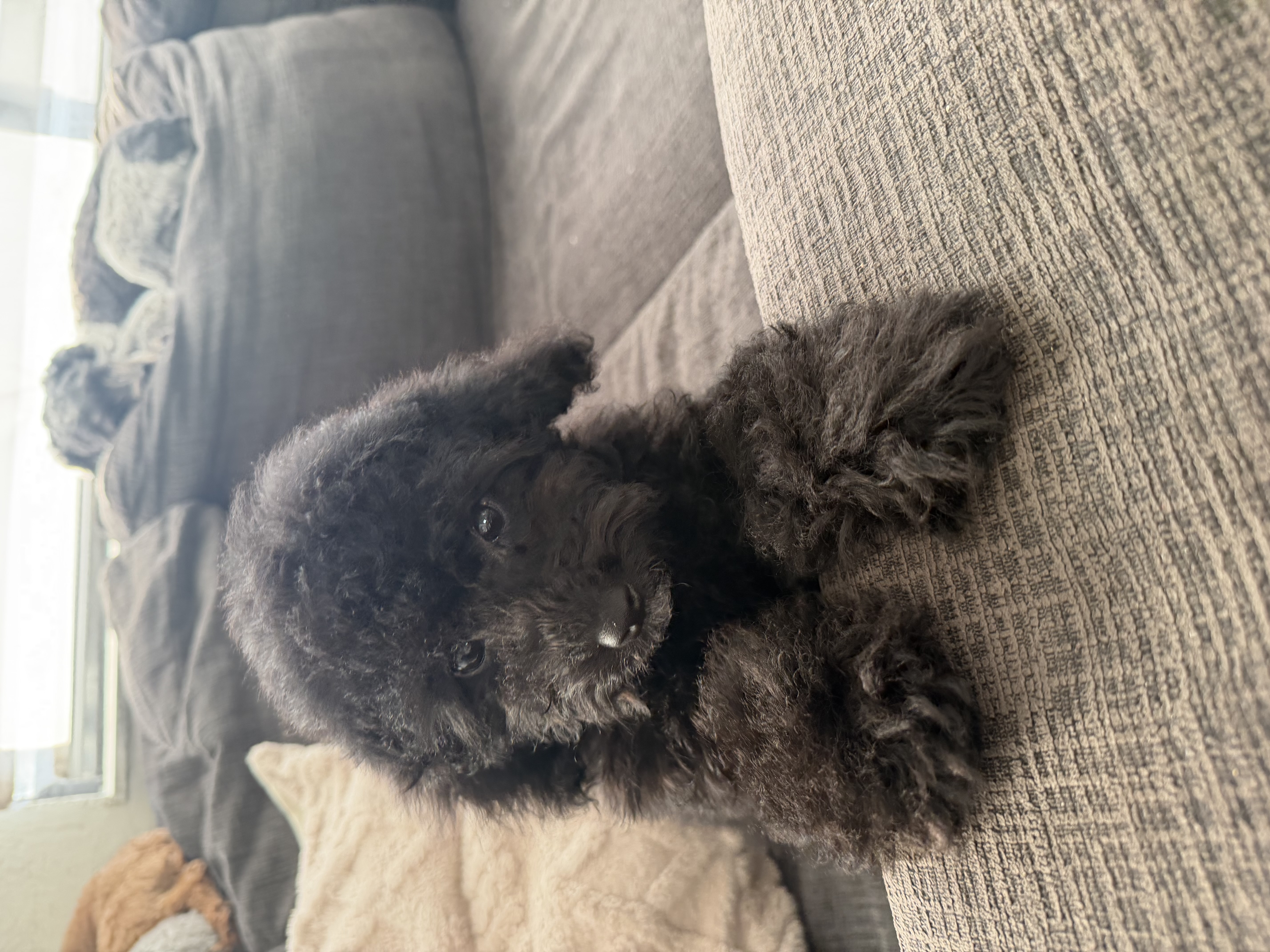 Millie – Poodle - Toy  puppy for sale in Miami, FL