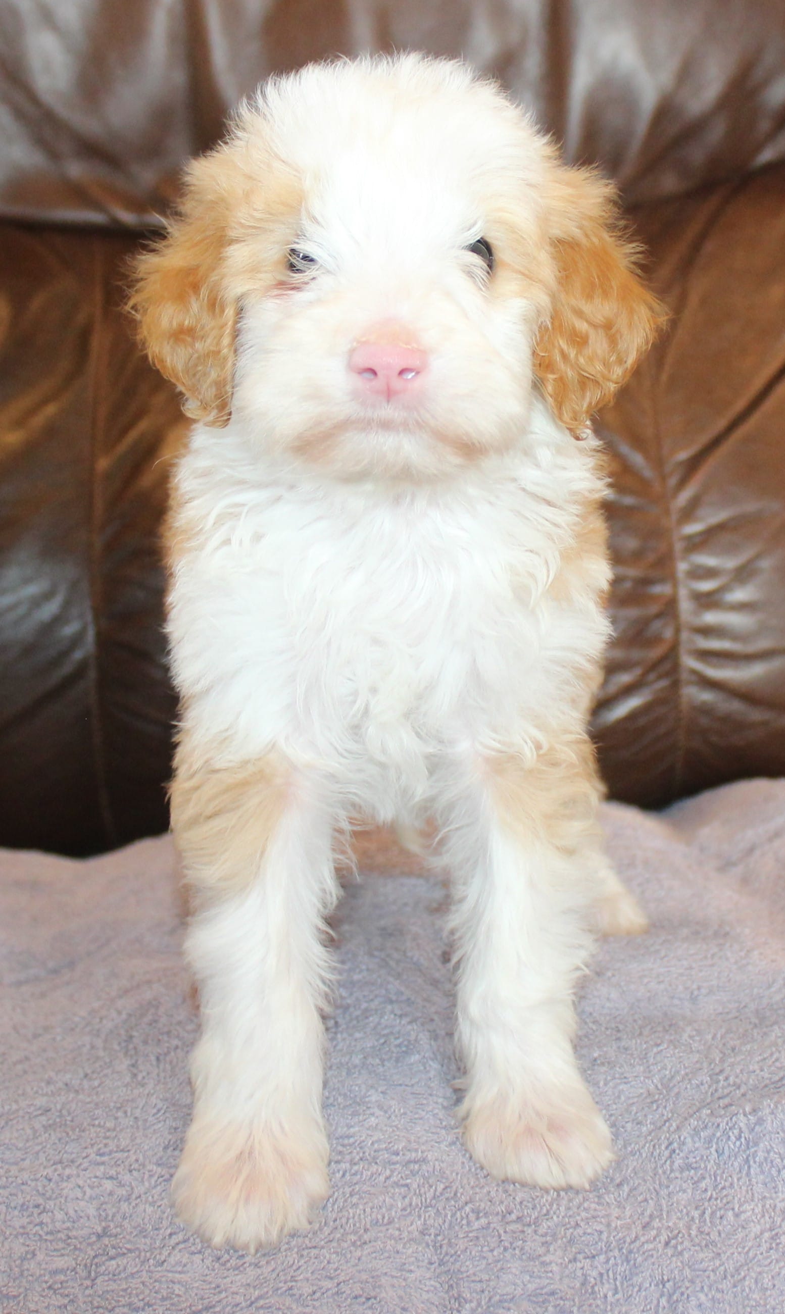 Toffee – Irish Doodle puppy for sale in Clay Springs, AZ