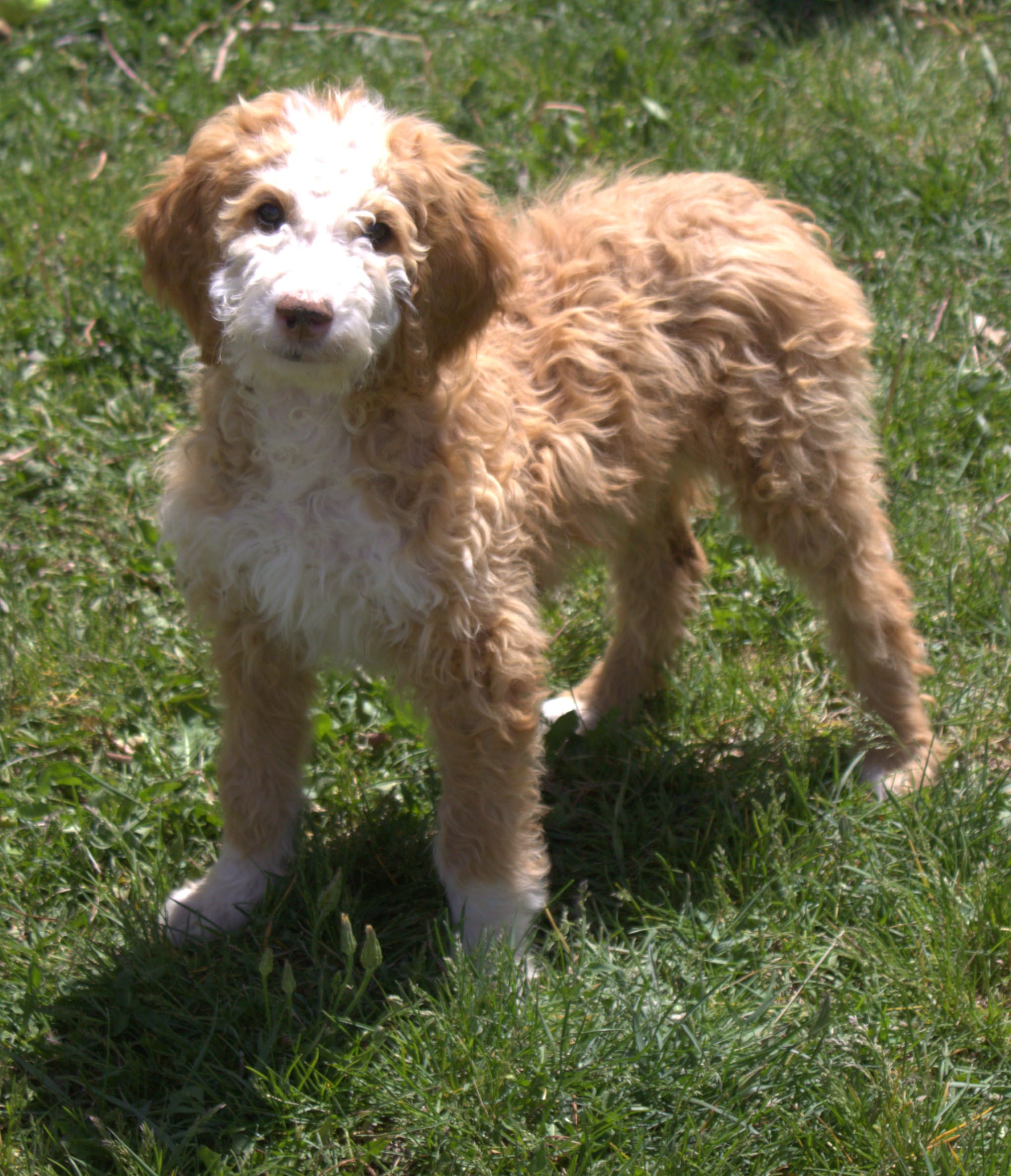 Stella – Irish Doodle puppy for sale in Clay Springs, AZ