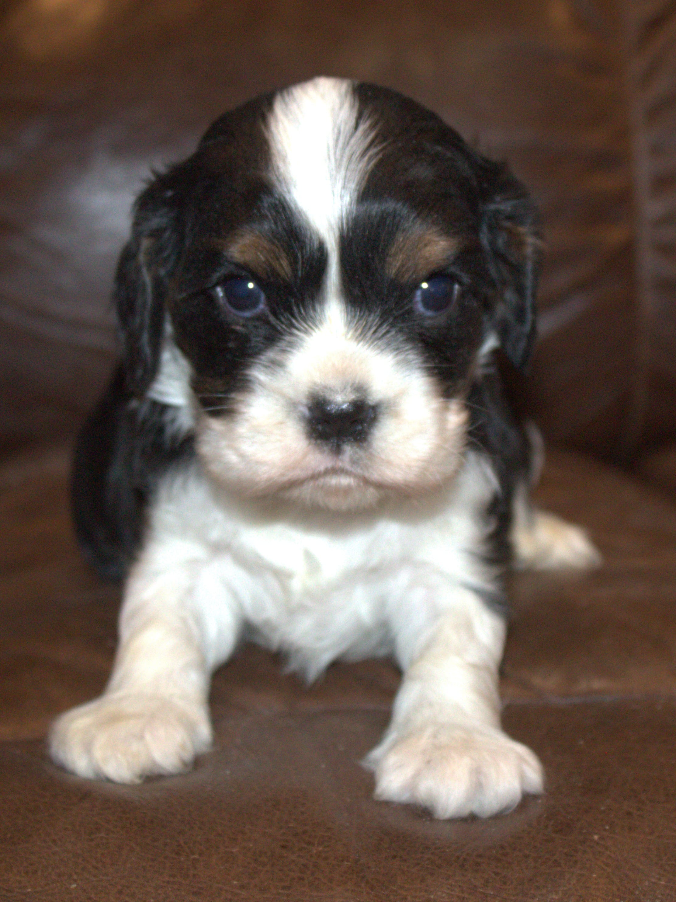 AKC Reggie – Cavalier King Charles Spaniel puppy for sale in Clay Springs, AZ