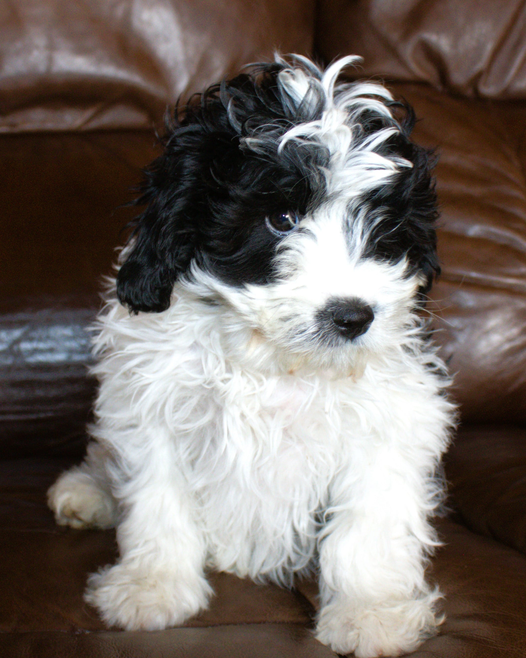 Koda – Cavapoo puppy for sale in Clay Springs, AZ