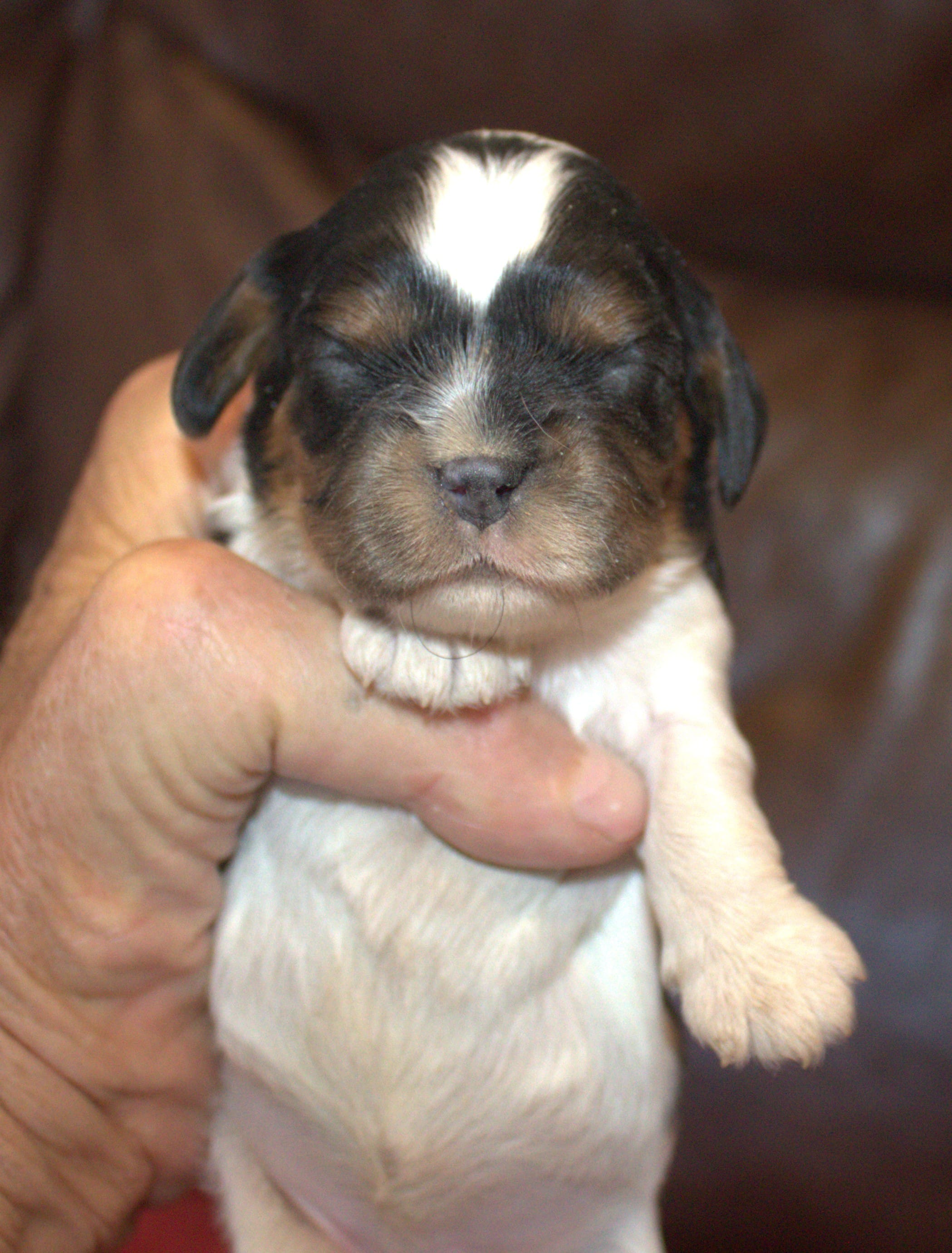 AKC Rosie – Cavalier King Charles Spaniel puppy for sale in Clay Springs, AZ