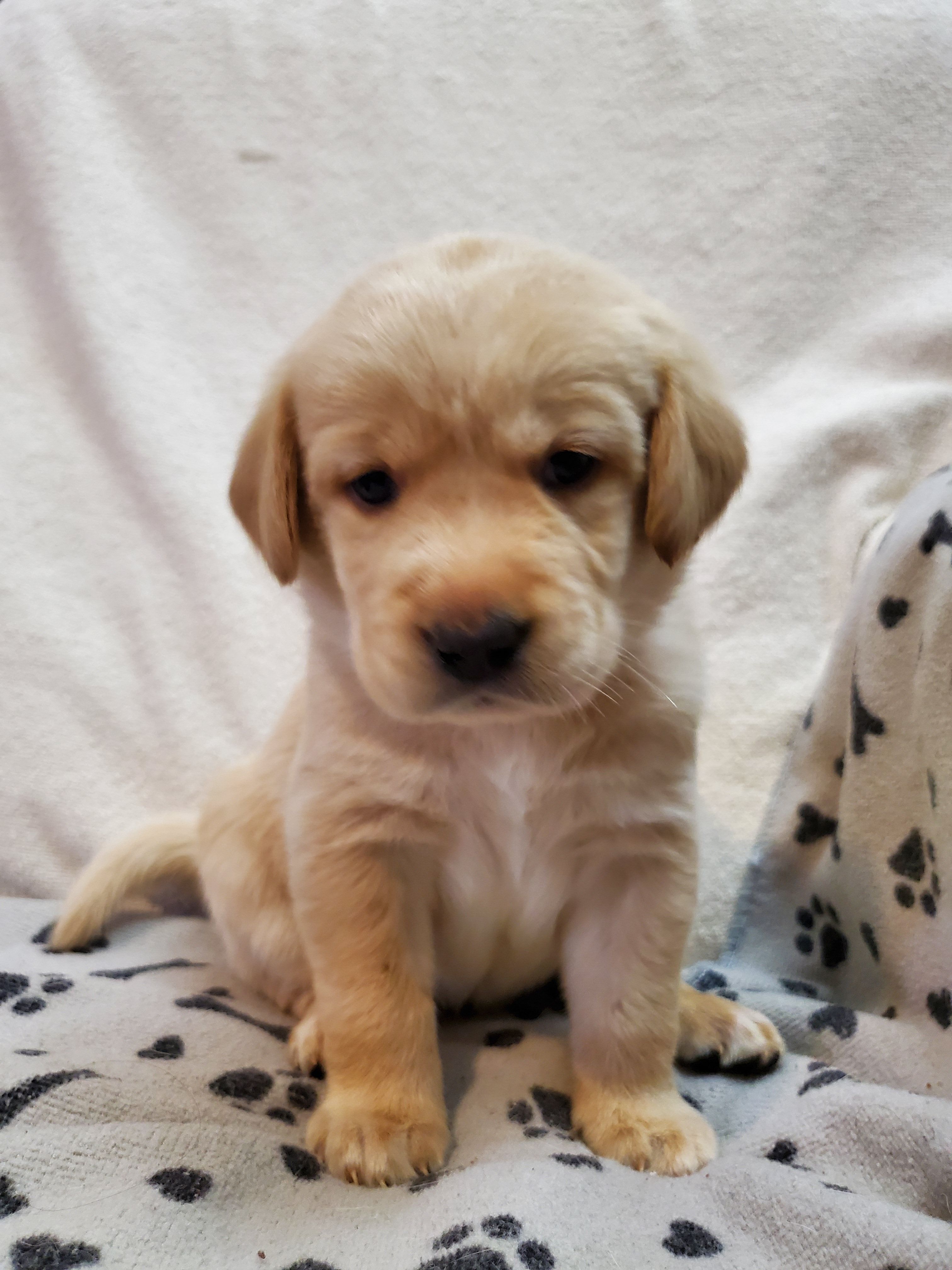 Ladybug – Golden Retriever, Labrador Retriever puppy for sale in Clinton, SC