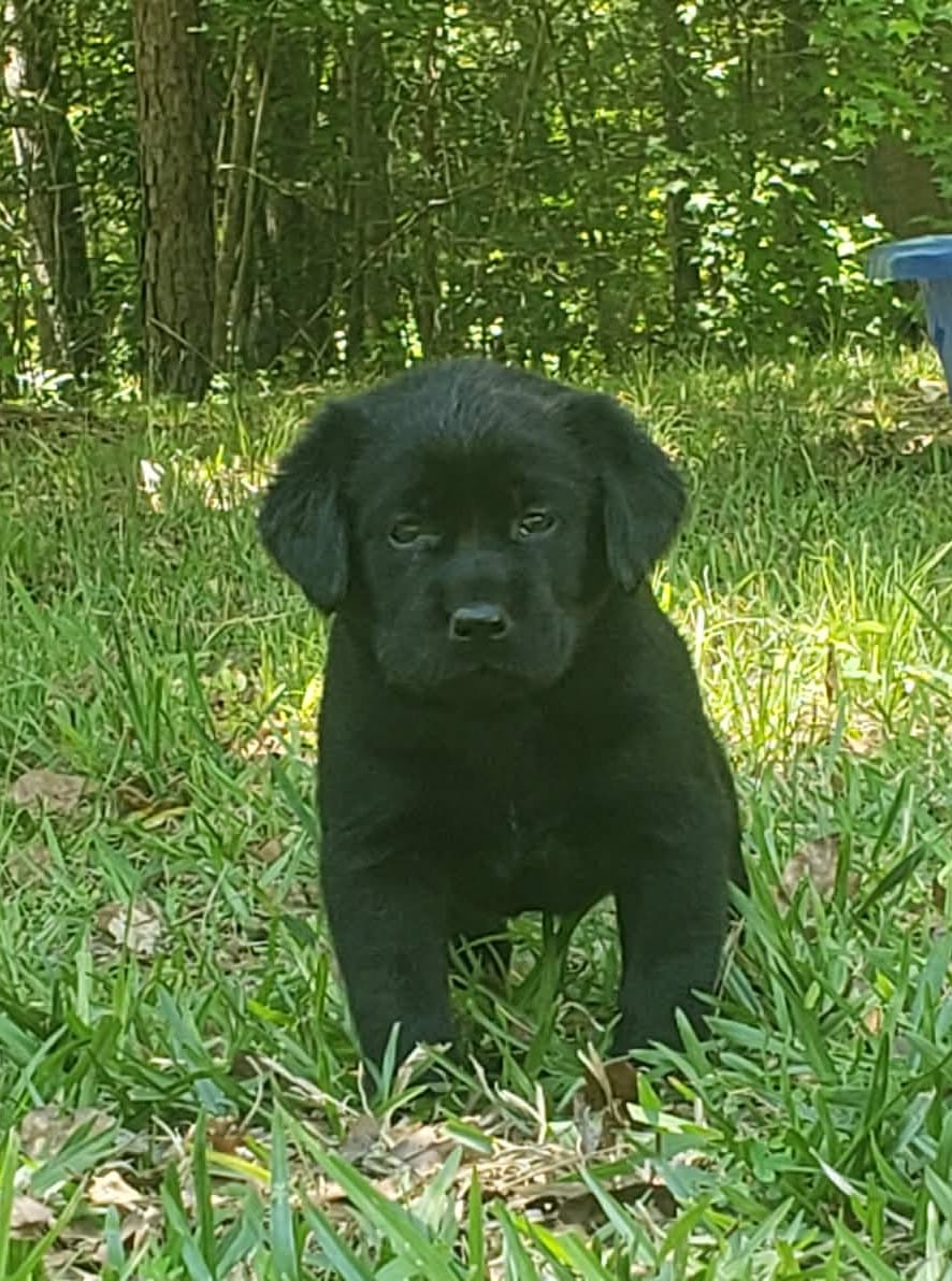 Major Barker – Golden Retriever, Labrador Retriever puppy for sale in Clinton, SC