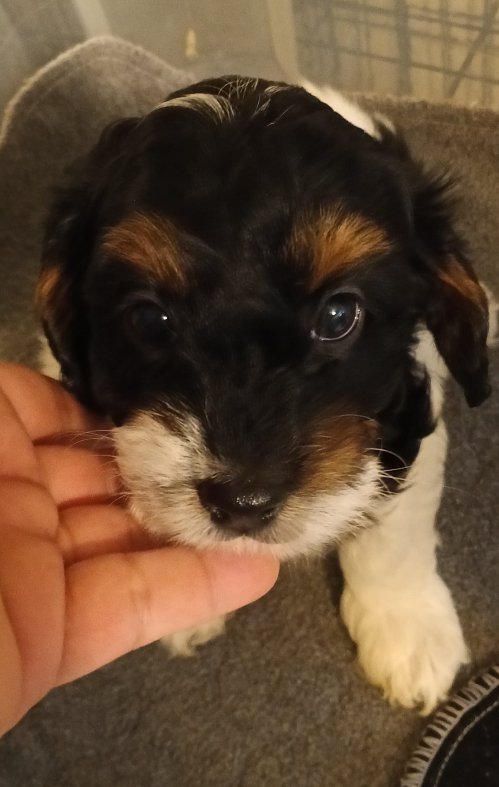 Honey – Cavapoo puppy for sale in East Providence, RI