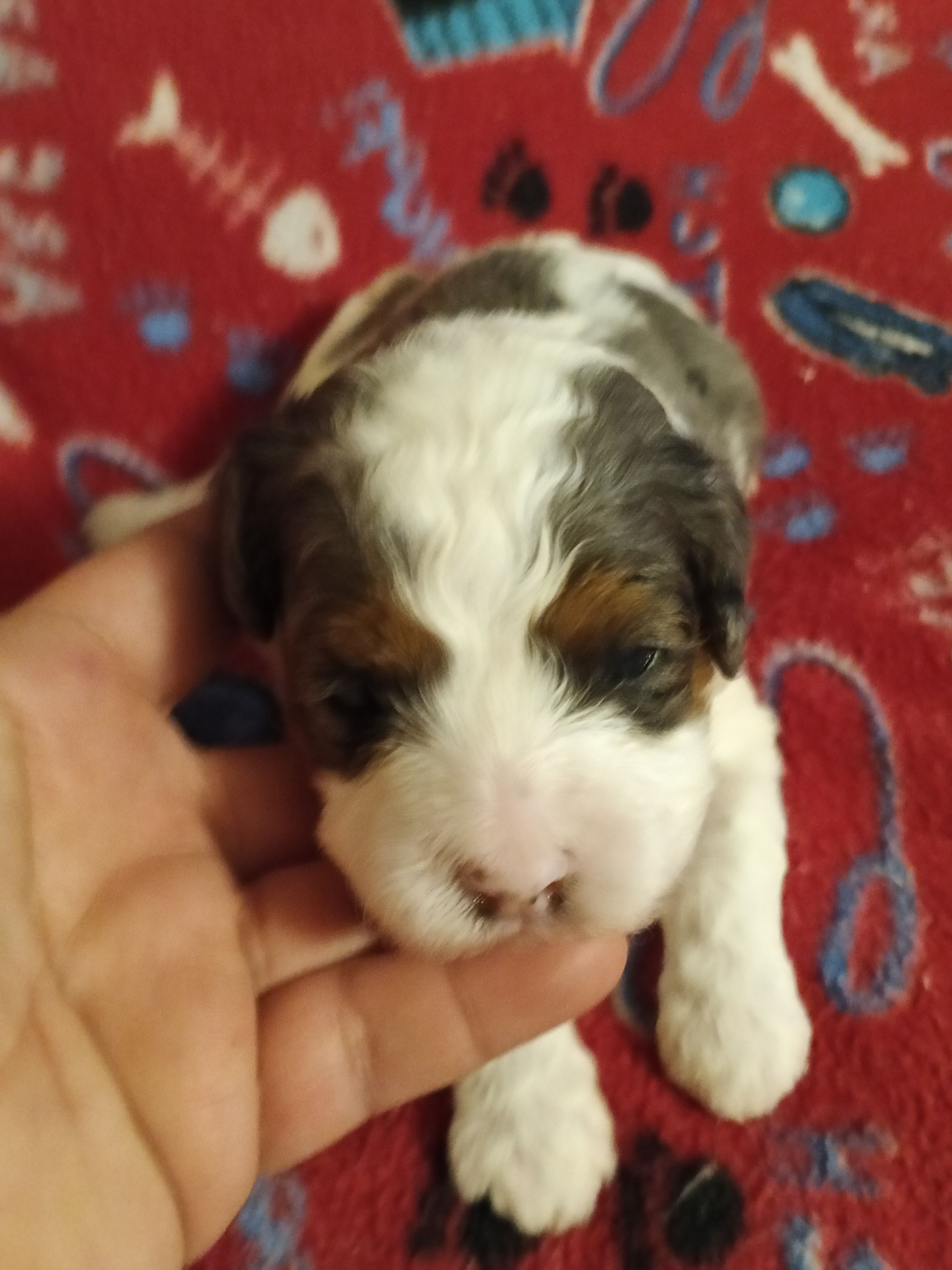 Girl 3 - on hold  – Cavapoo puppy for sale in East Providence, RI