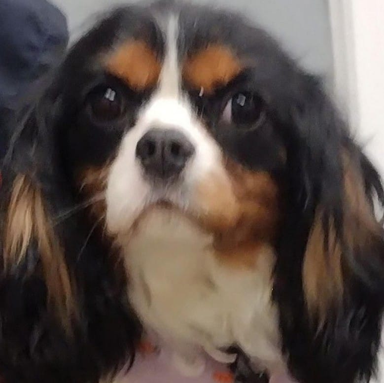 Cavalier King Charles puppy