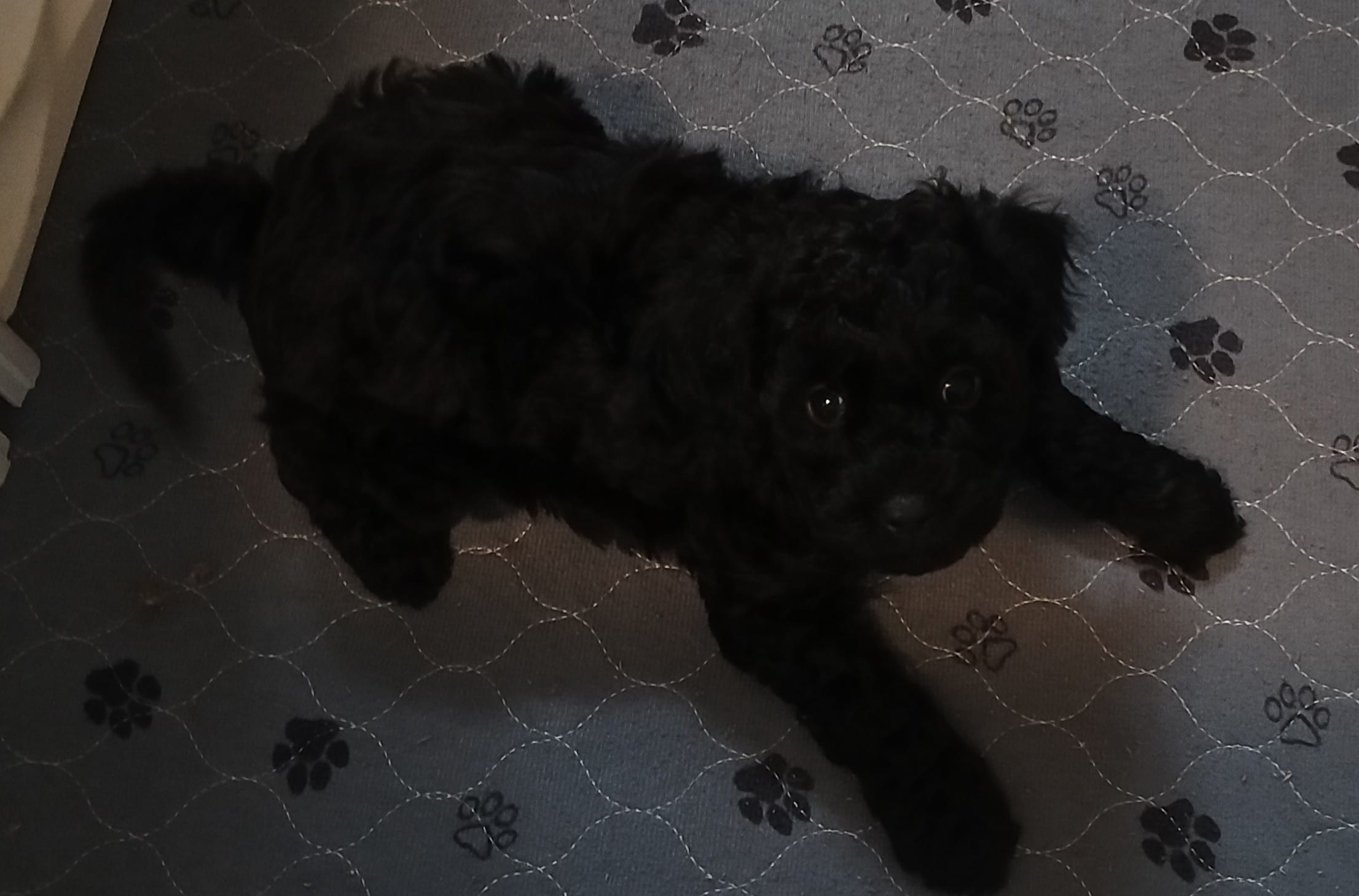 Thumper – Cavapoo, Poodle - Miniature  puppy for sale in East Providence, RI