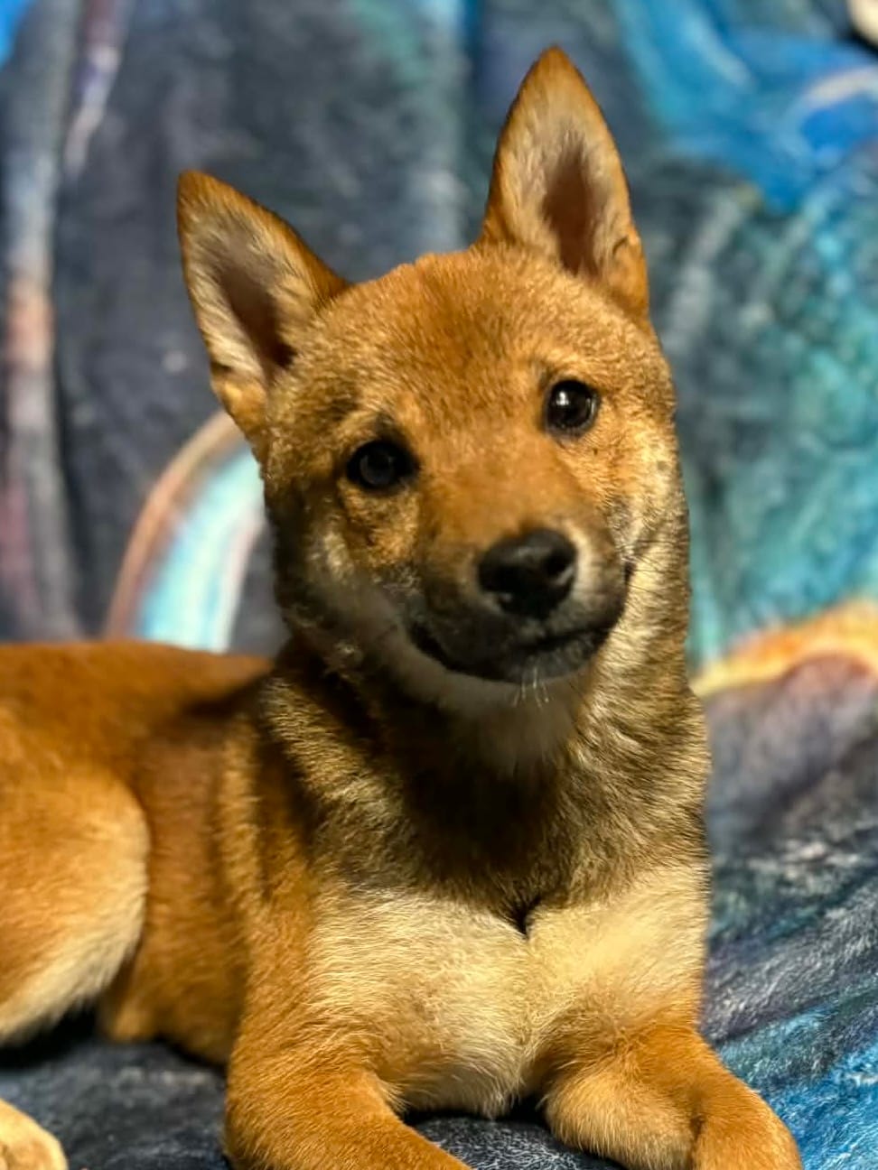 Elliot – Shiba Inu puppy for sale in Harrison, AR