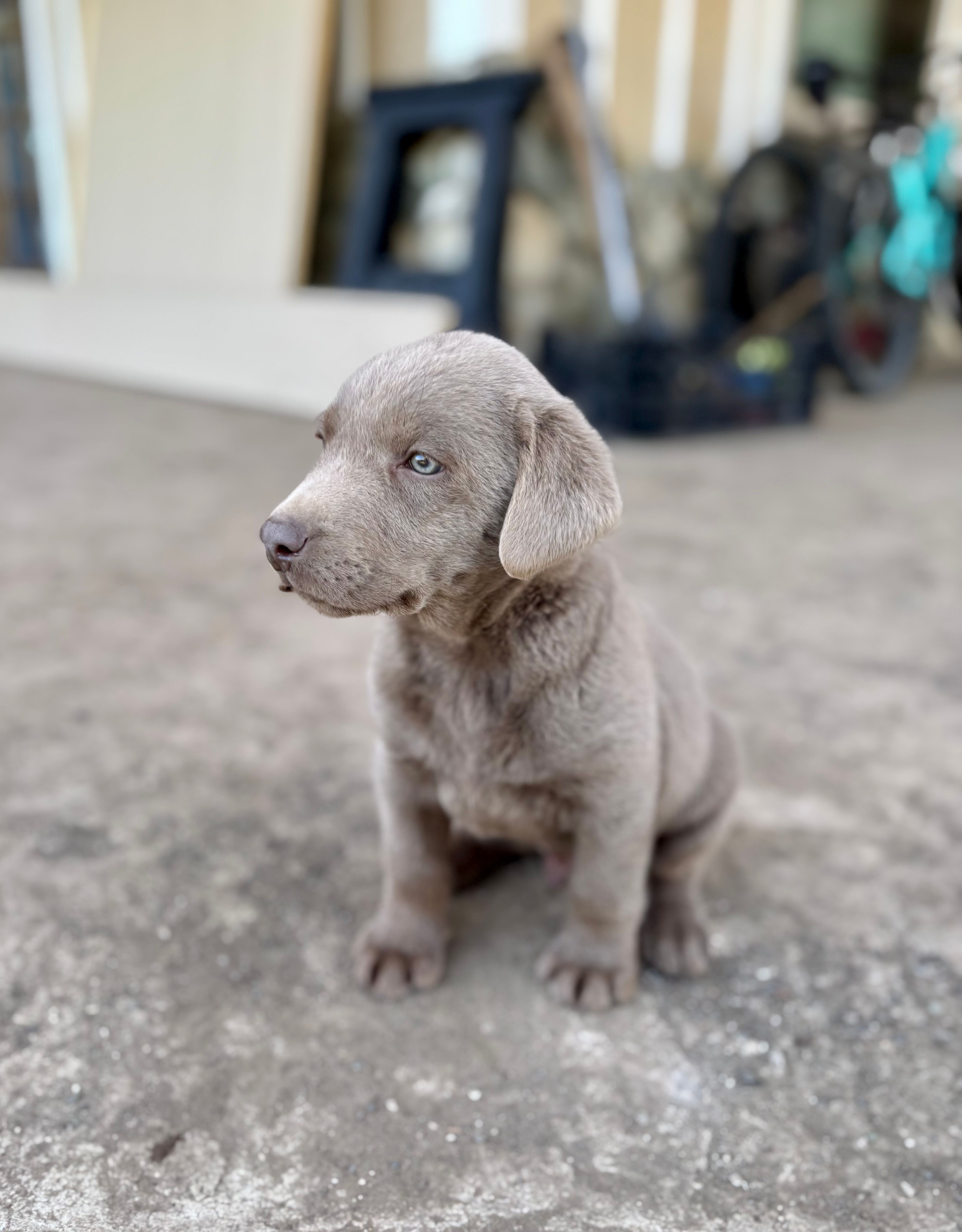 Tucker – Labrador Retriever puppy for sale in Post Falls, ID