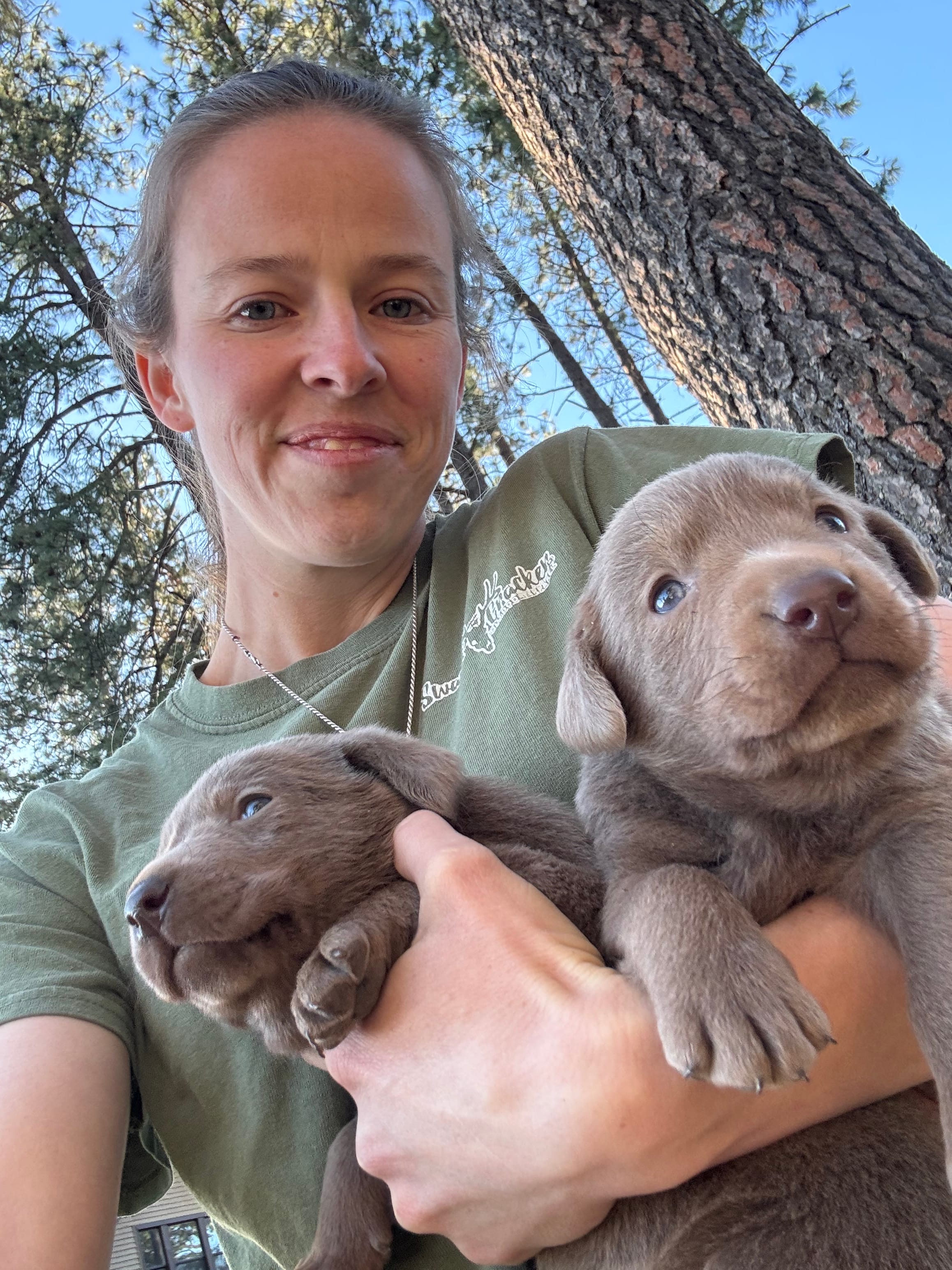 Lainey  – Labrador Retriever puppy for sale in Post Falls, ID